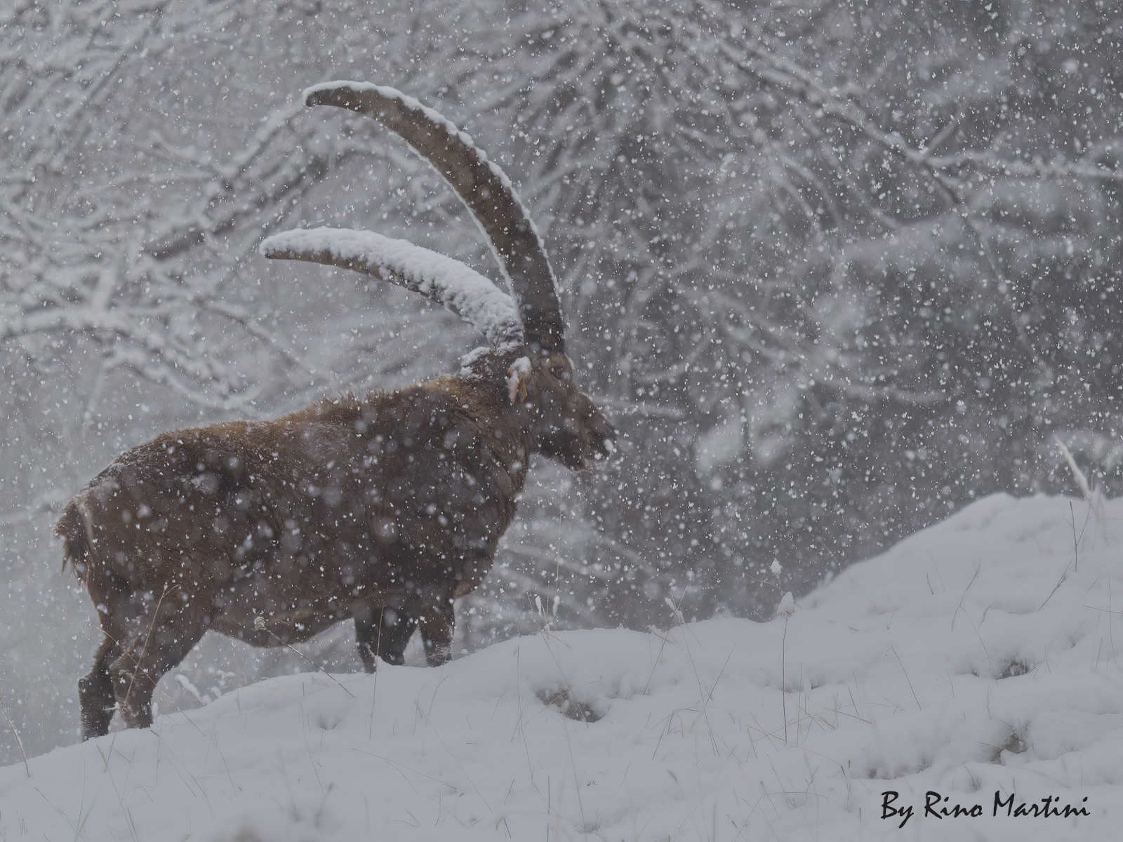 Stambecco nella Tormenta
