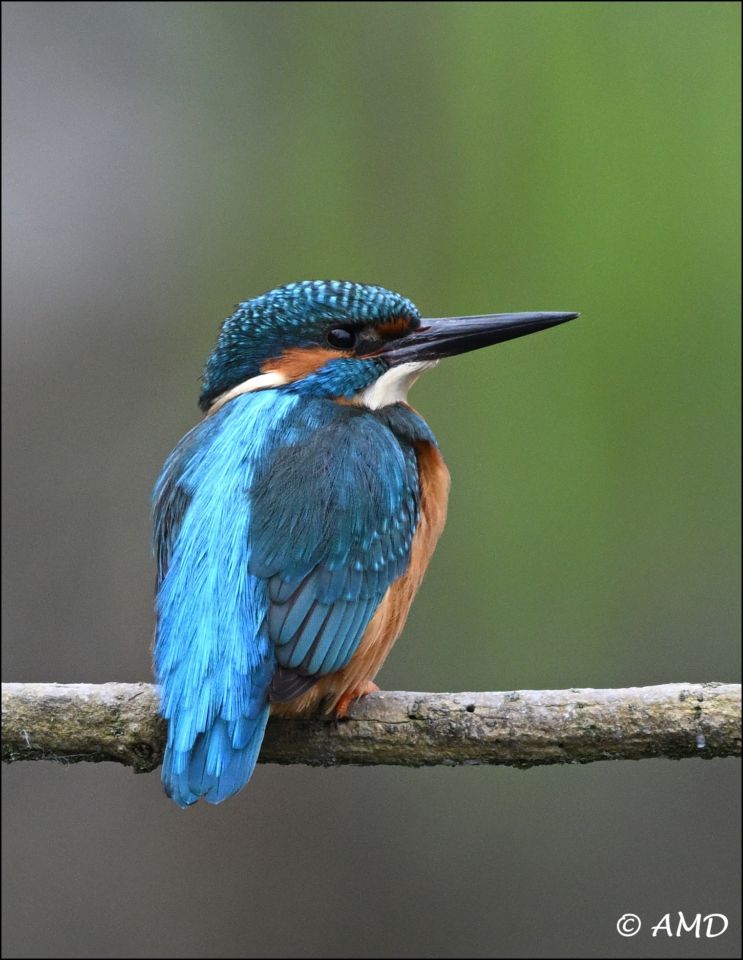 Kingfisher