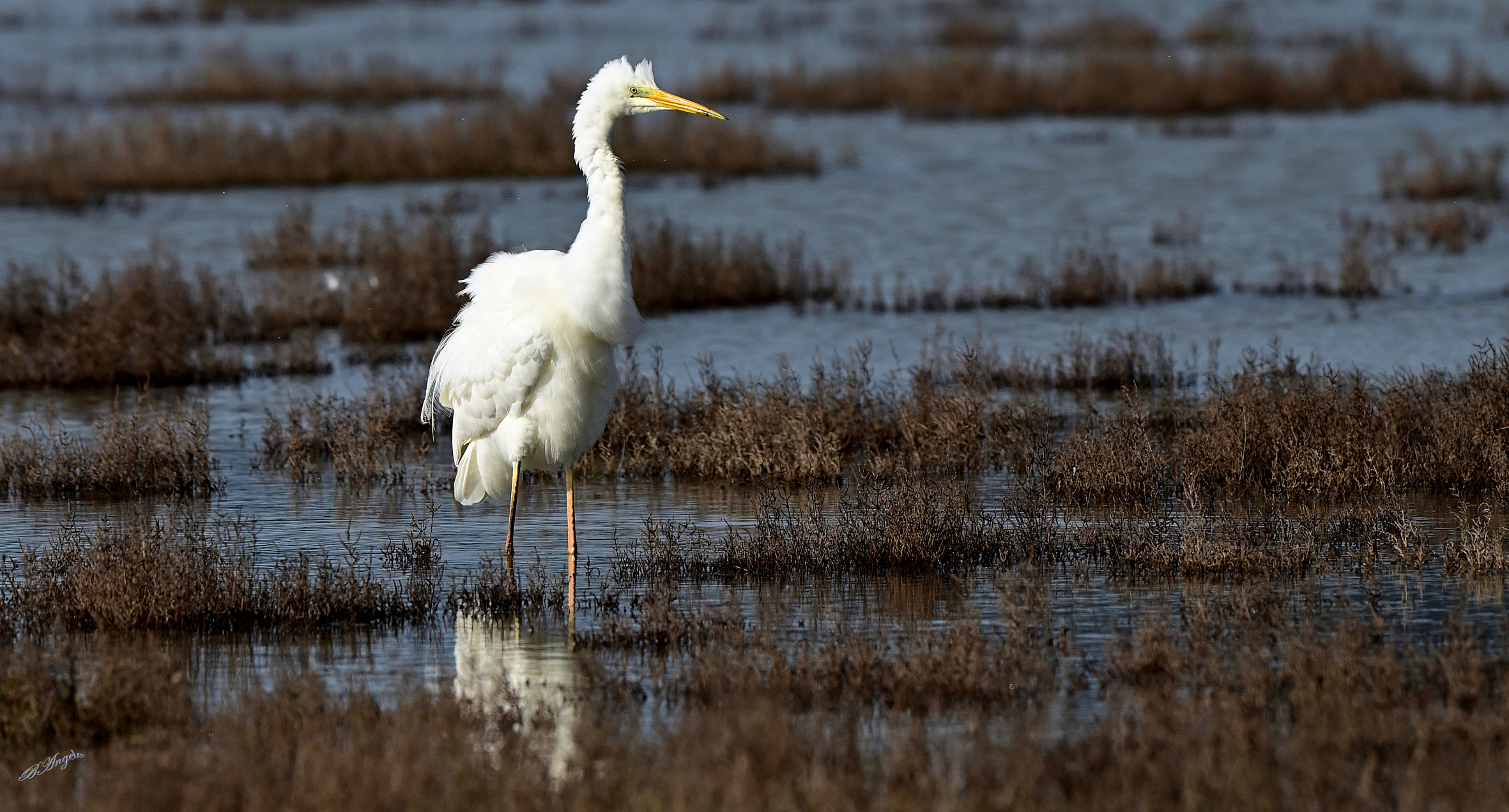 " a little Punk " Great White Heron