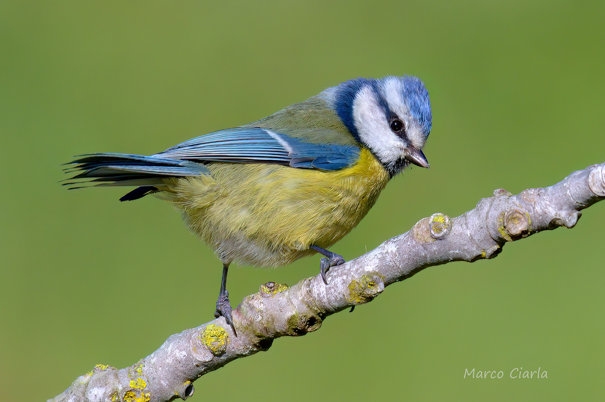 Cinciarella (Cyanistes caeruleus)