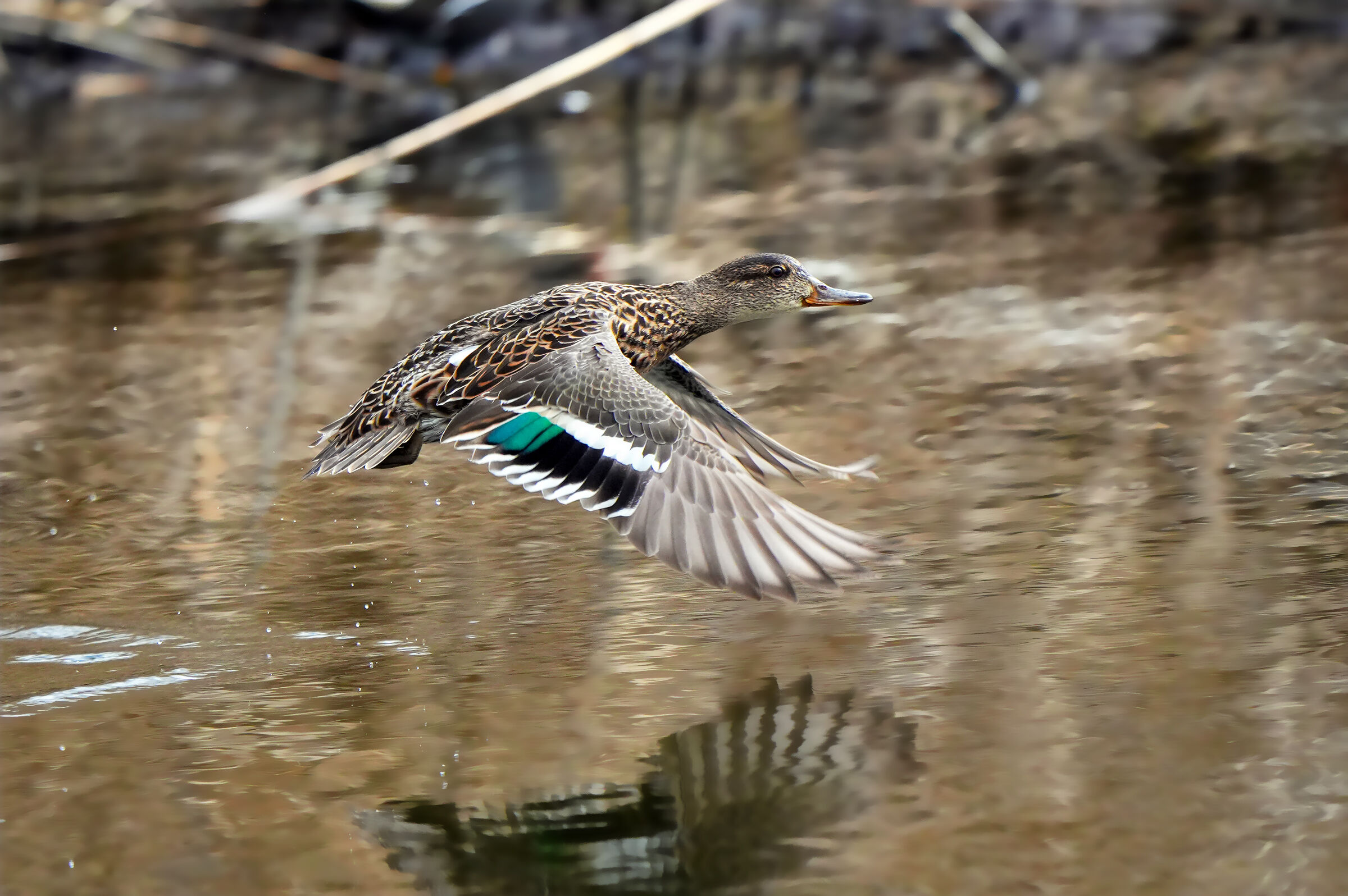 il volo della femmina di alzavola
