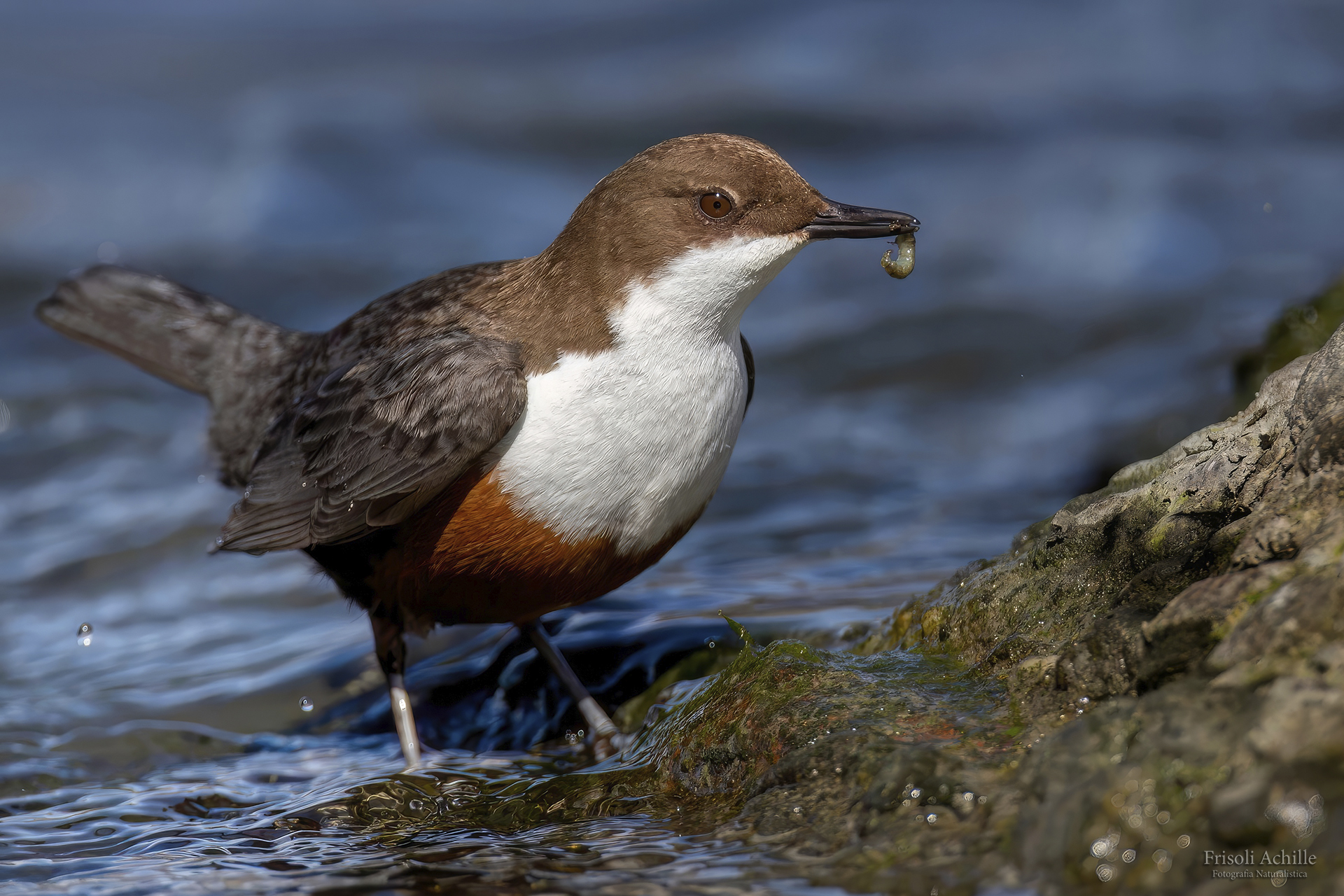 Merlo acquaiolo con larva