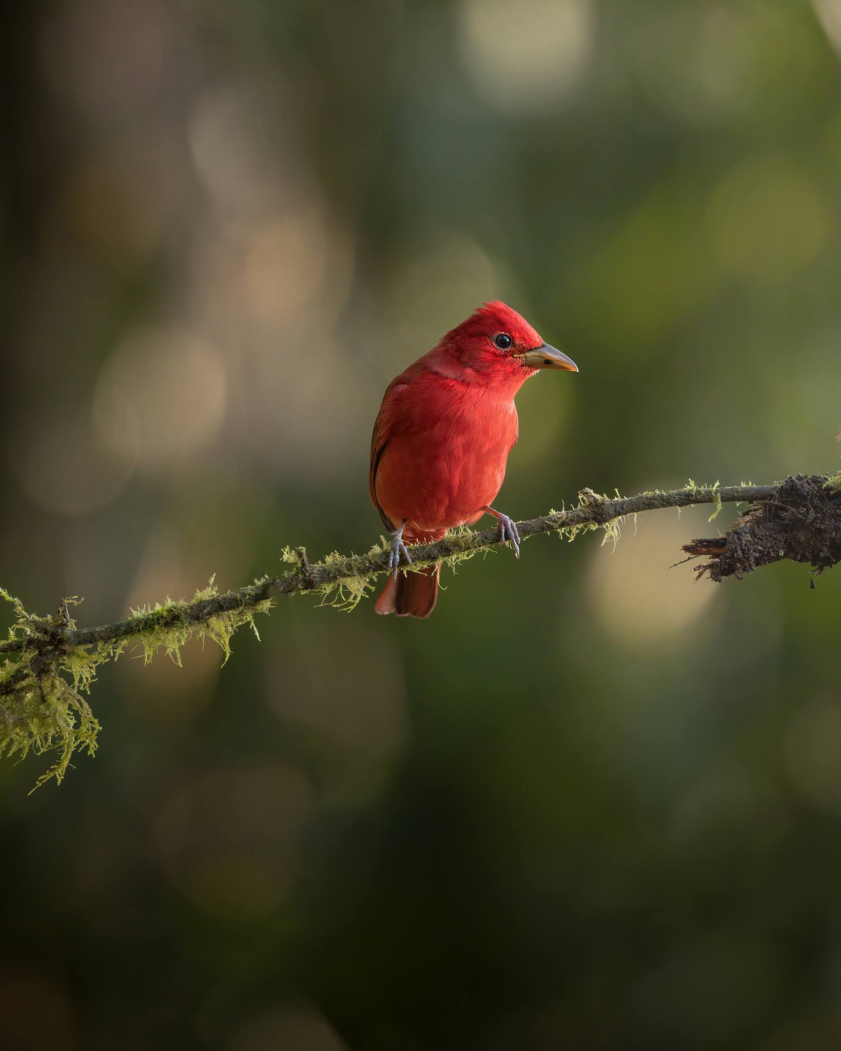 Piranga Roja