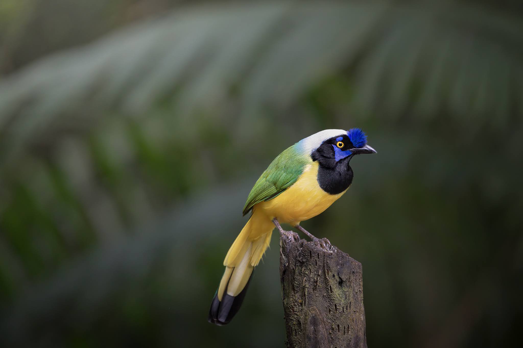 Green jay
