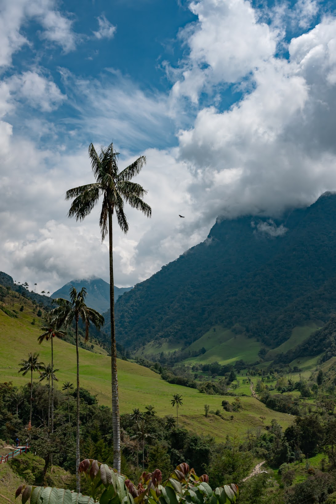 Cocora