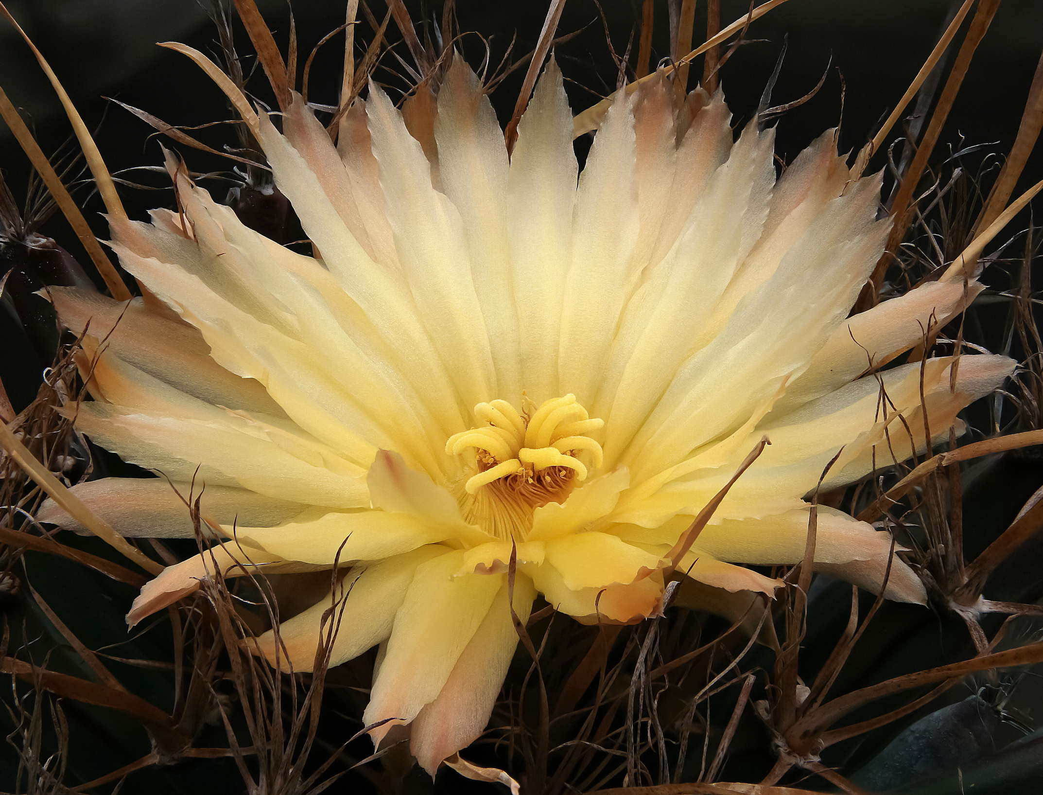 Leuchtenbergia principis