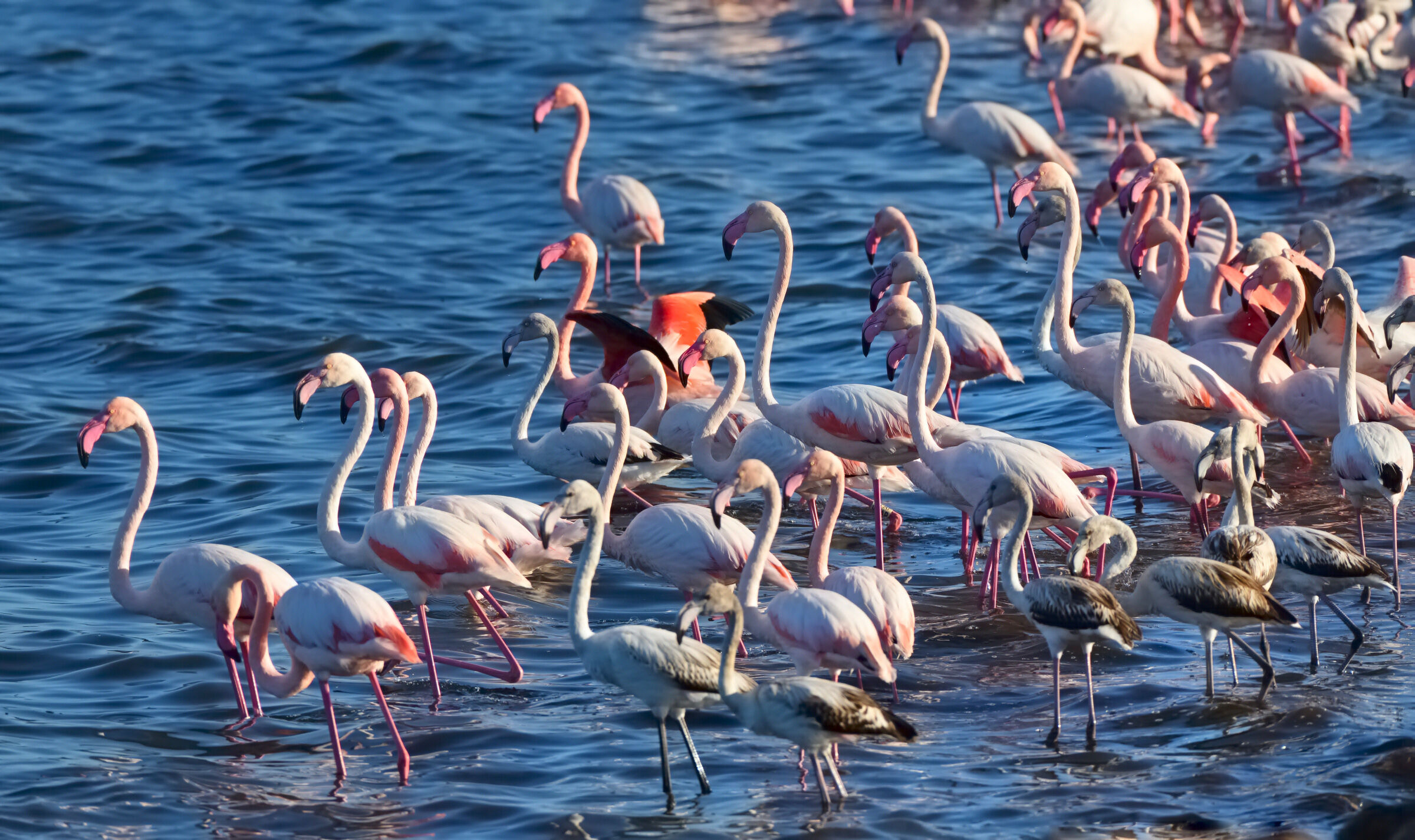 Flamingo courtship dance