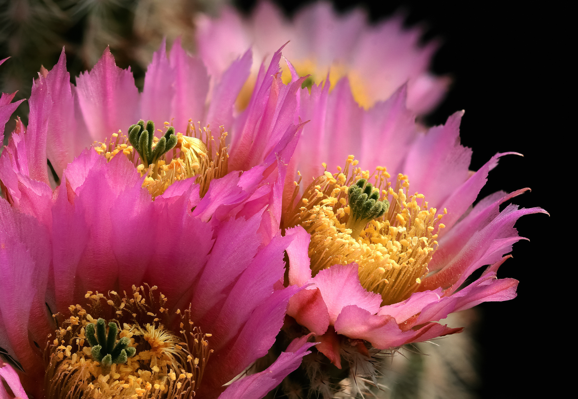 Echinocereus albispinus