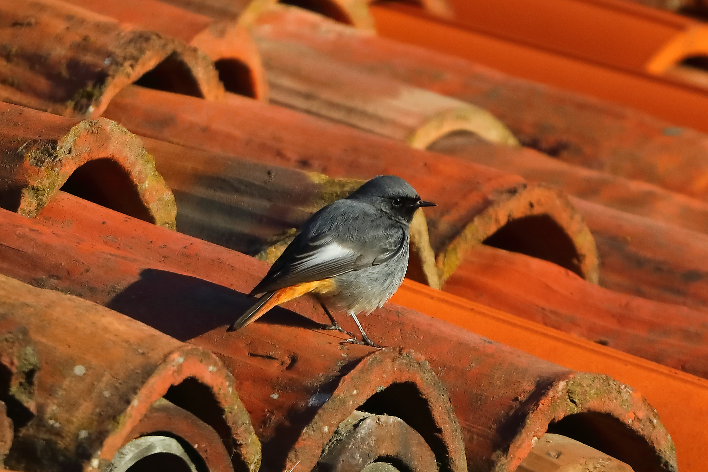Redstart M 30-12-2023