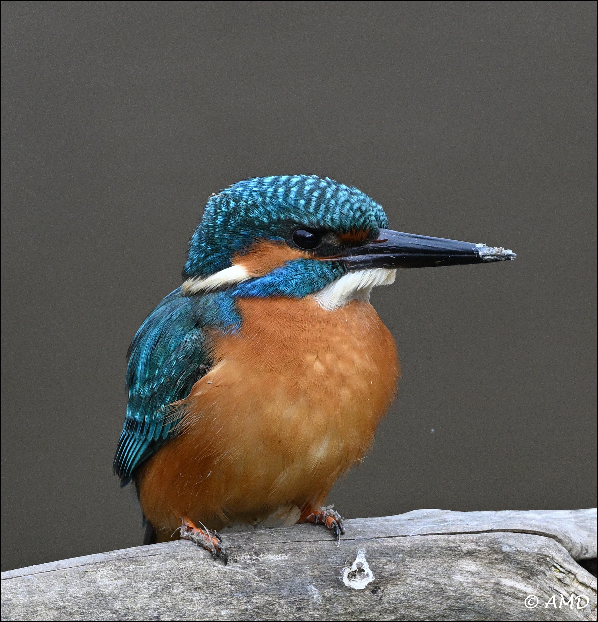 Kingfisher
