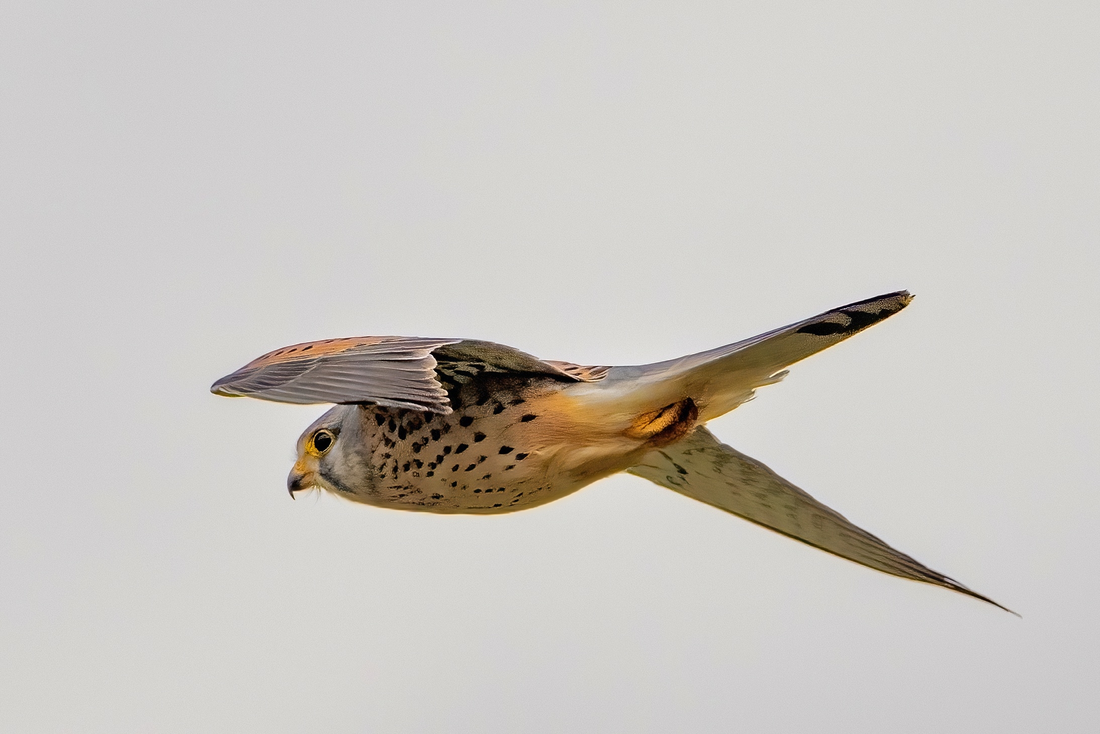 Kestrel (Falco tinnunculus)