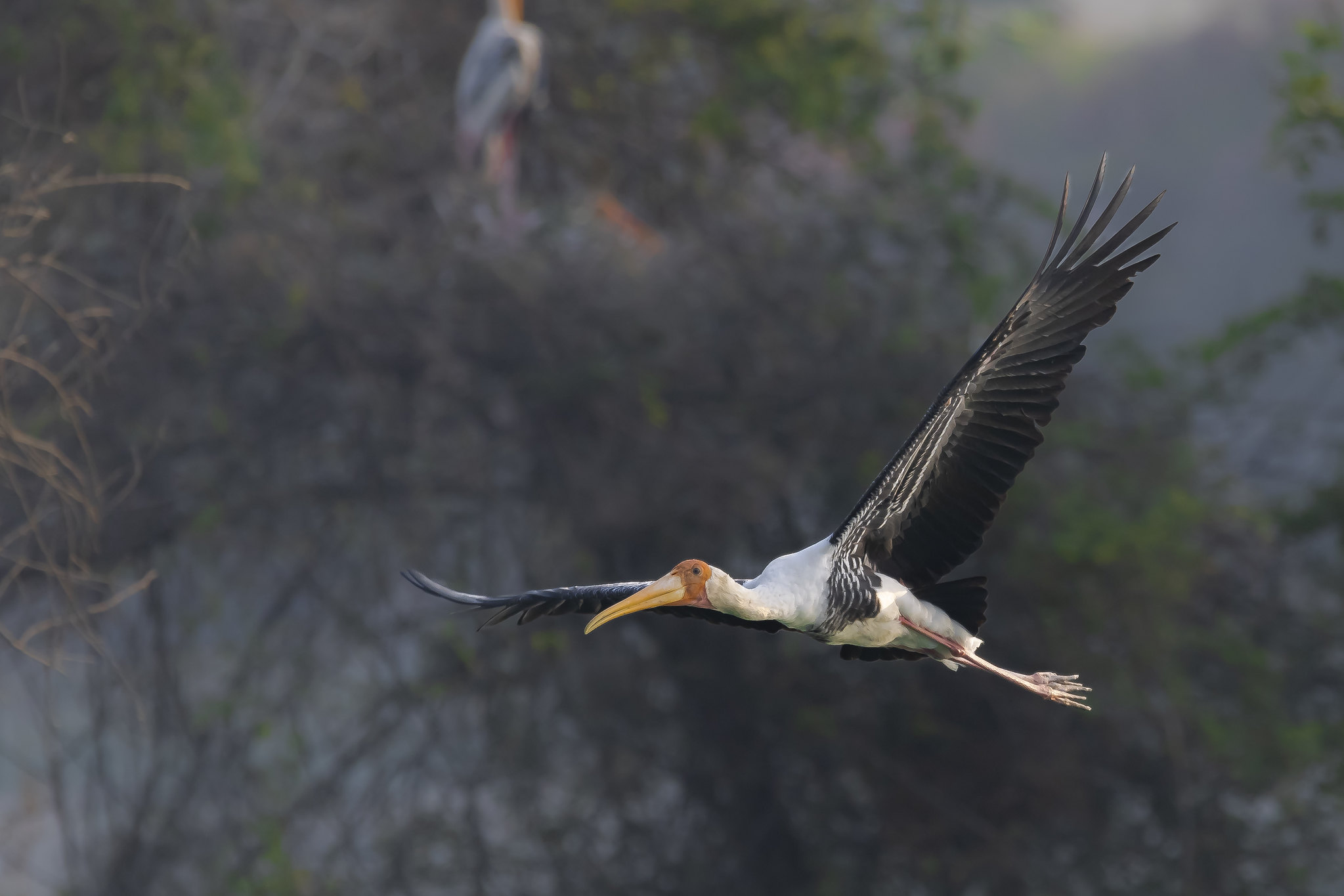 The painted stork