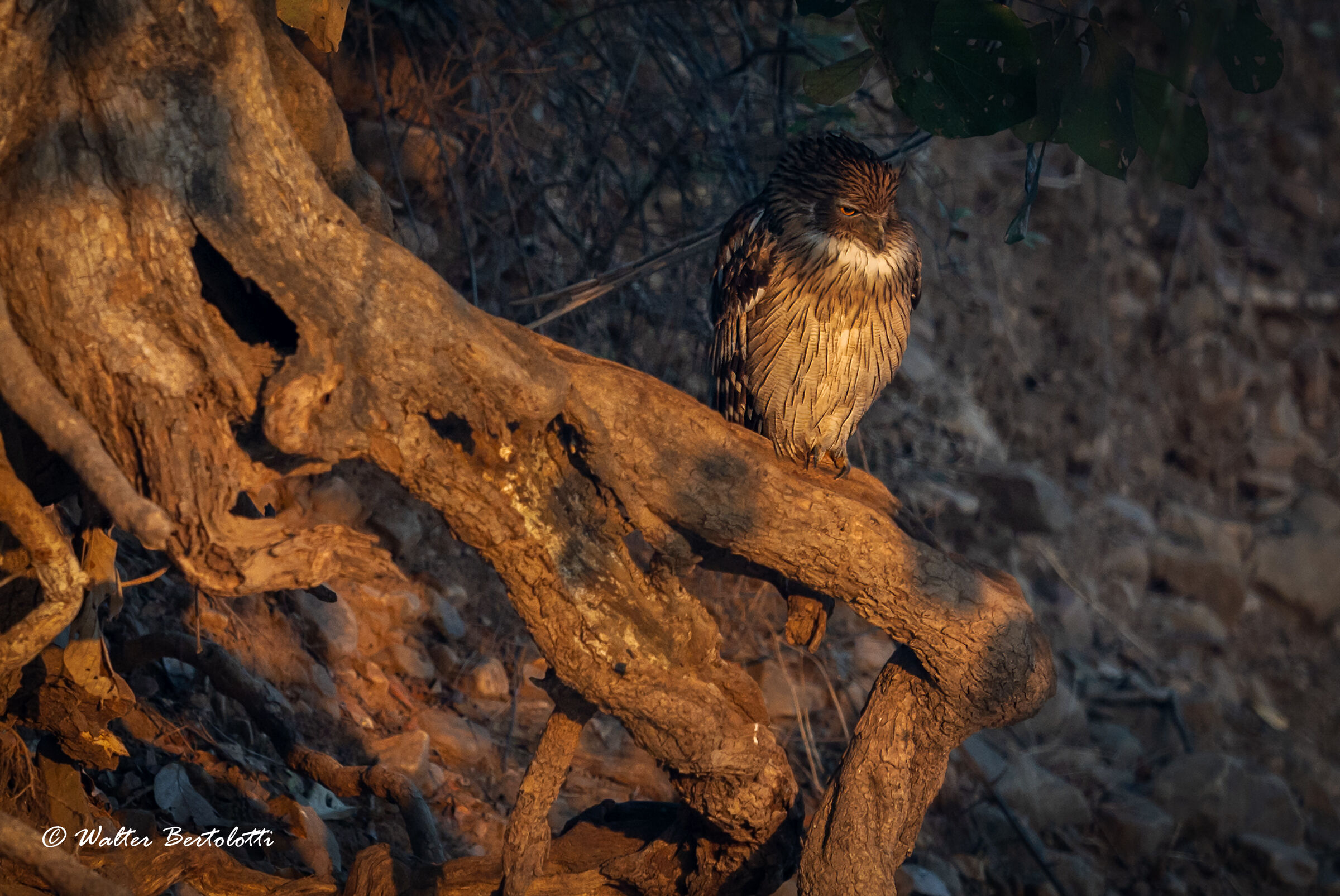 Brown Fishing Owl