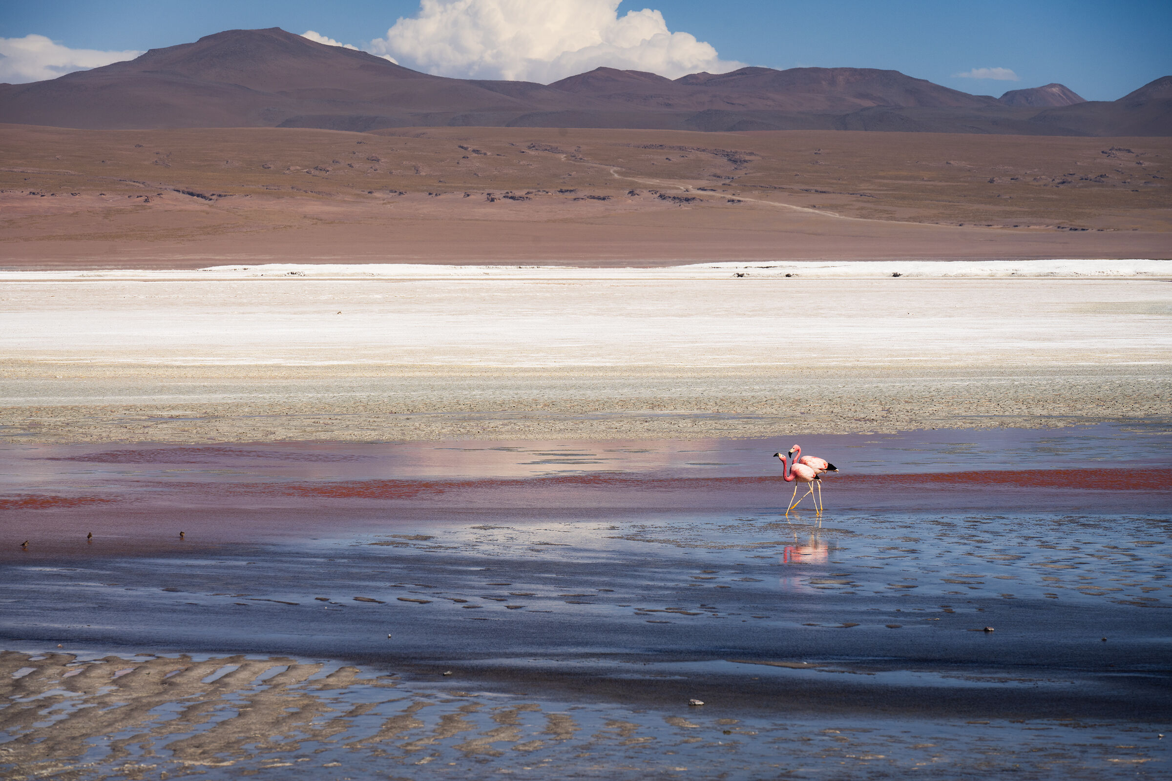 Fenicotteri a Laguna Colorada
