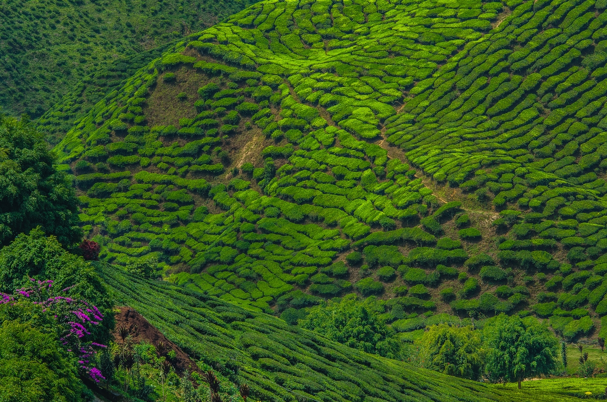 Malesia - Caremon Island - Piantagione di tè