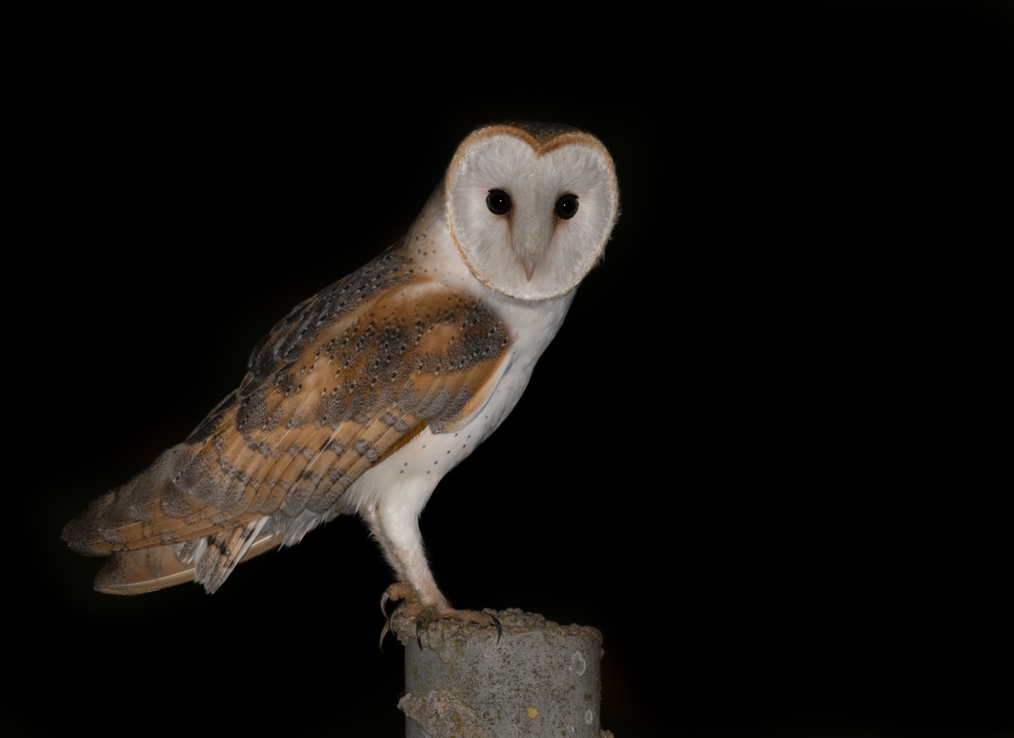 barn owl