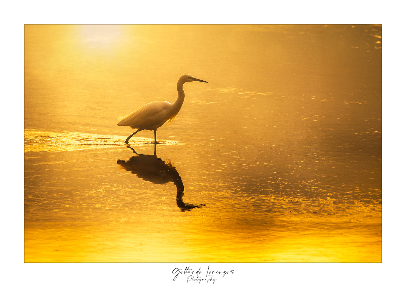 Il controluce, l'airone e l'oro