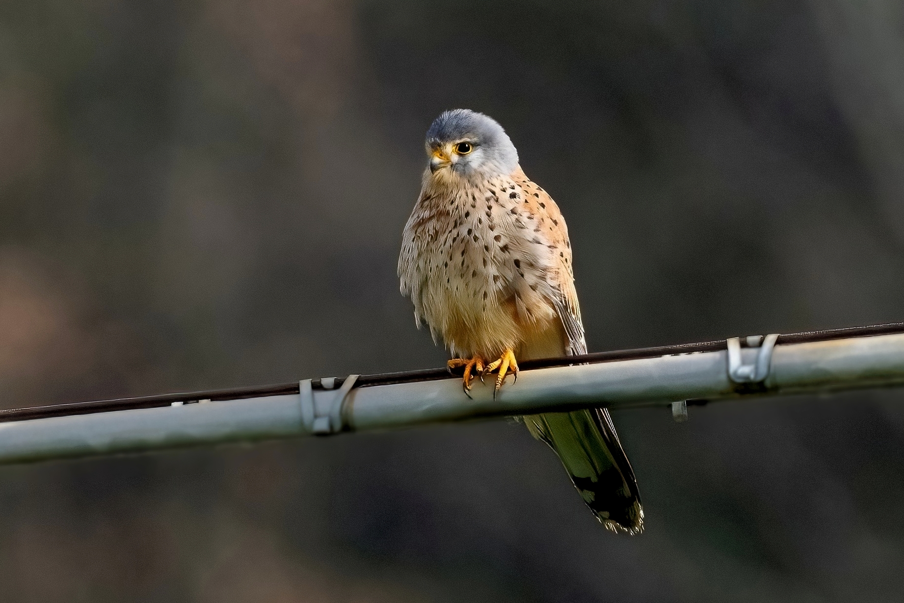 Kestrel (Falco tinnunculus)