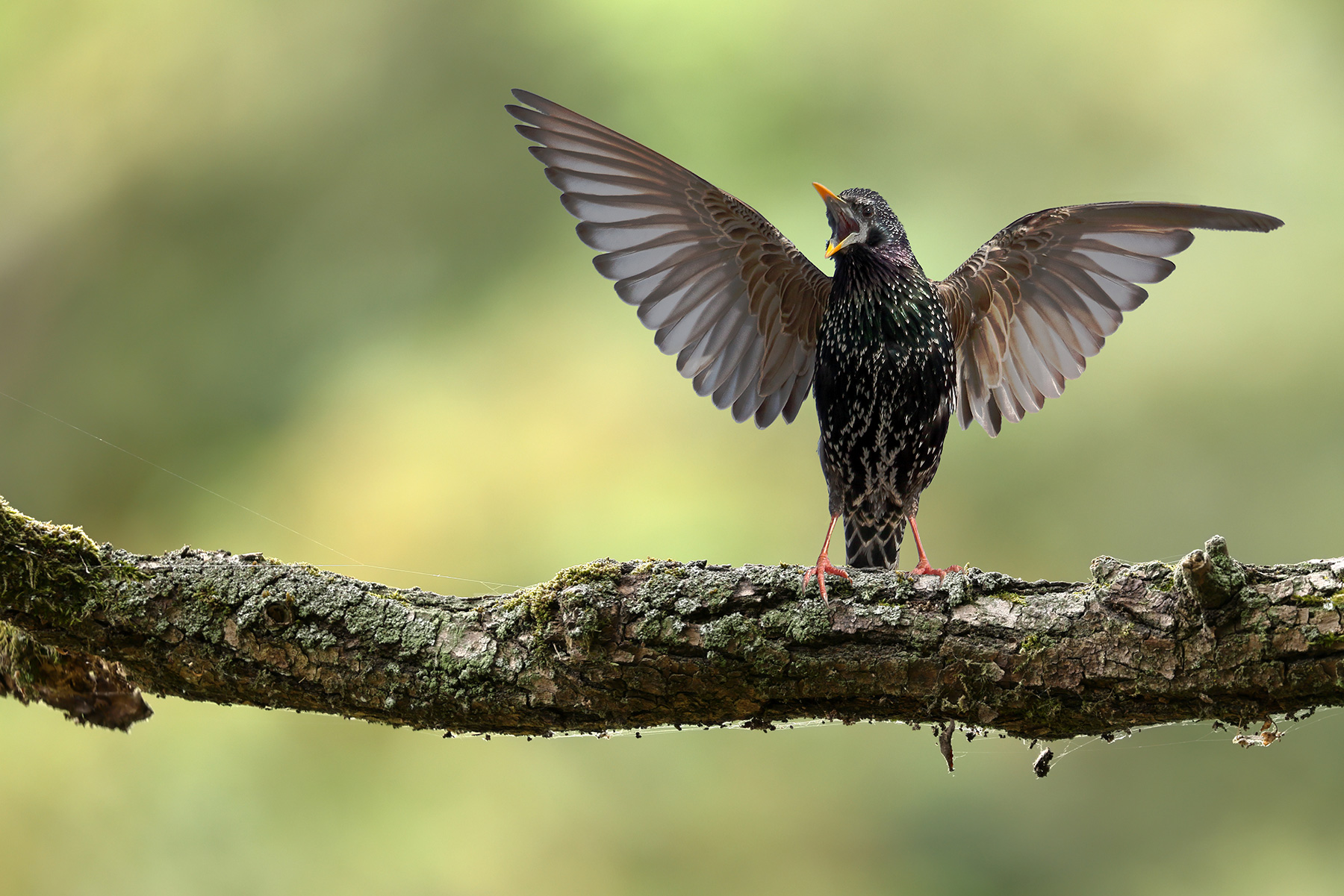 starling