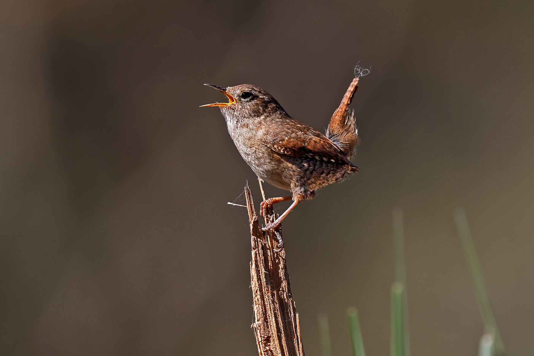 wren