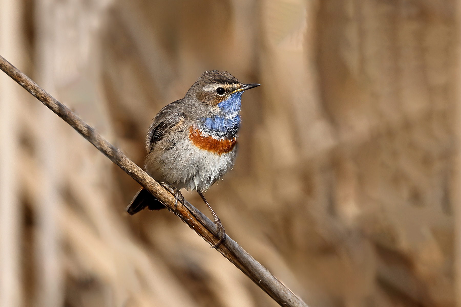 bluethroat