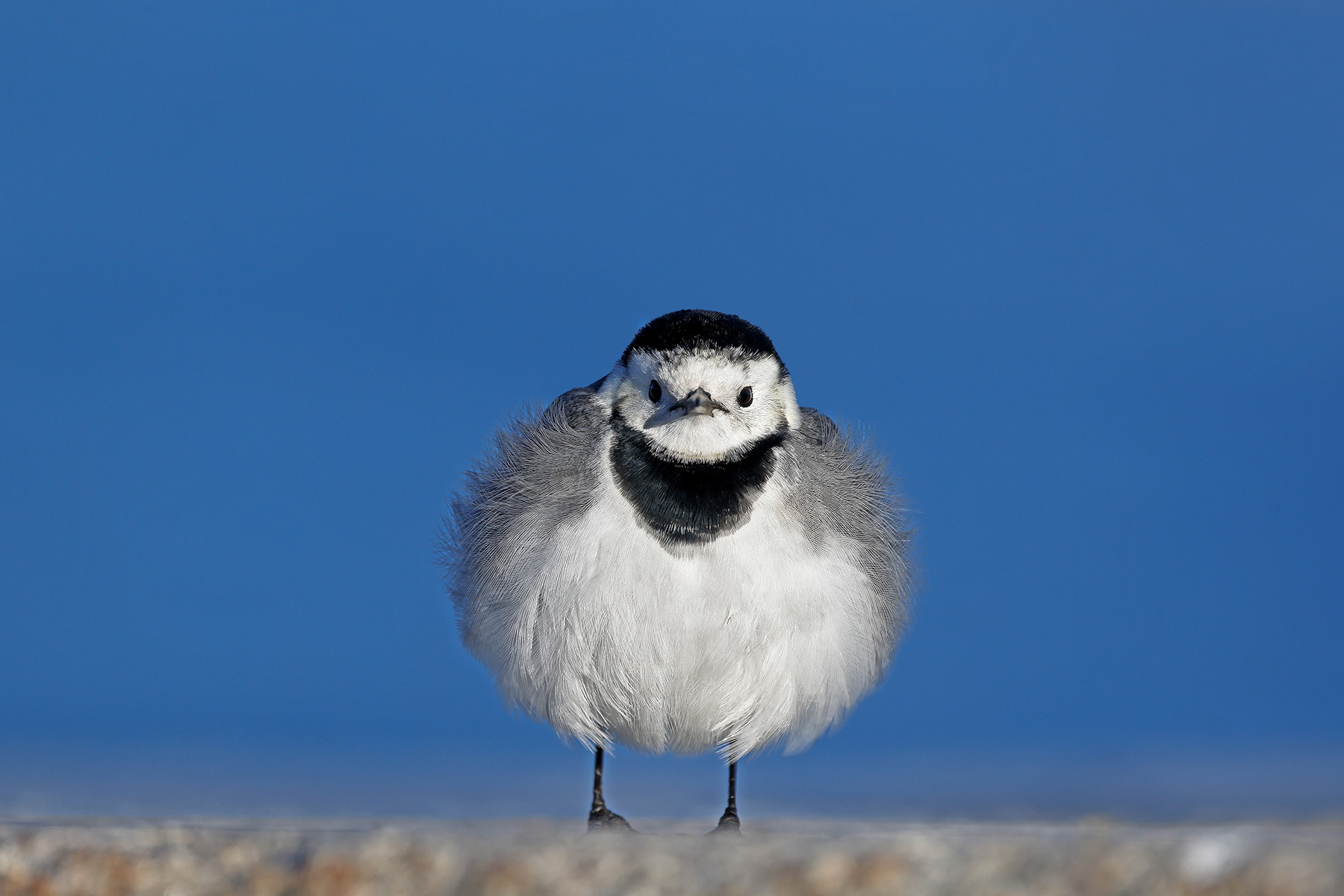 White wagtail
