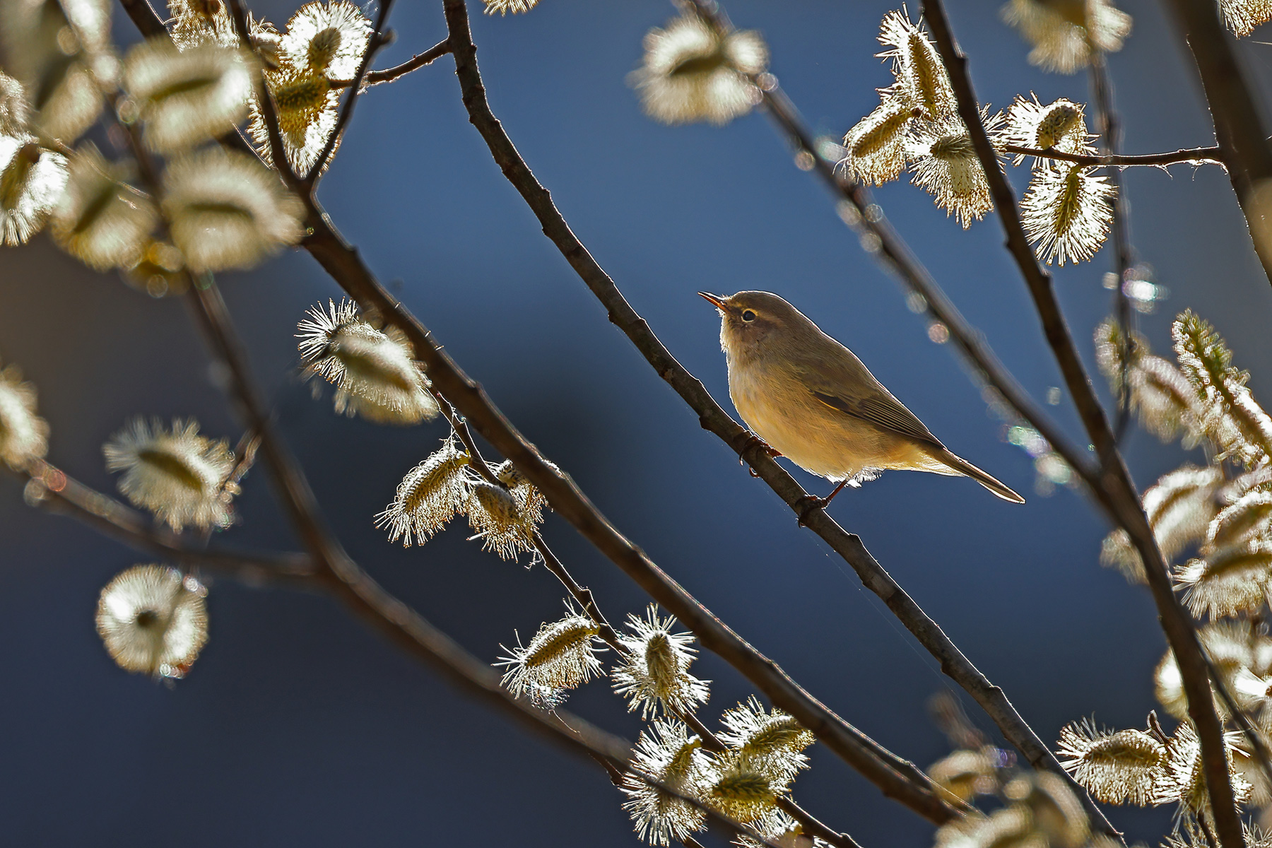 Chiffchaff