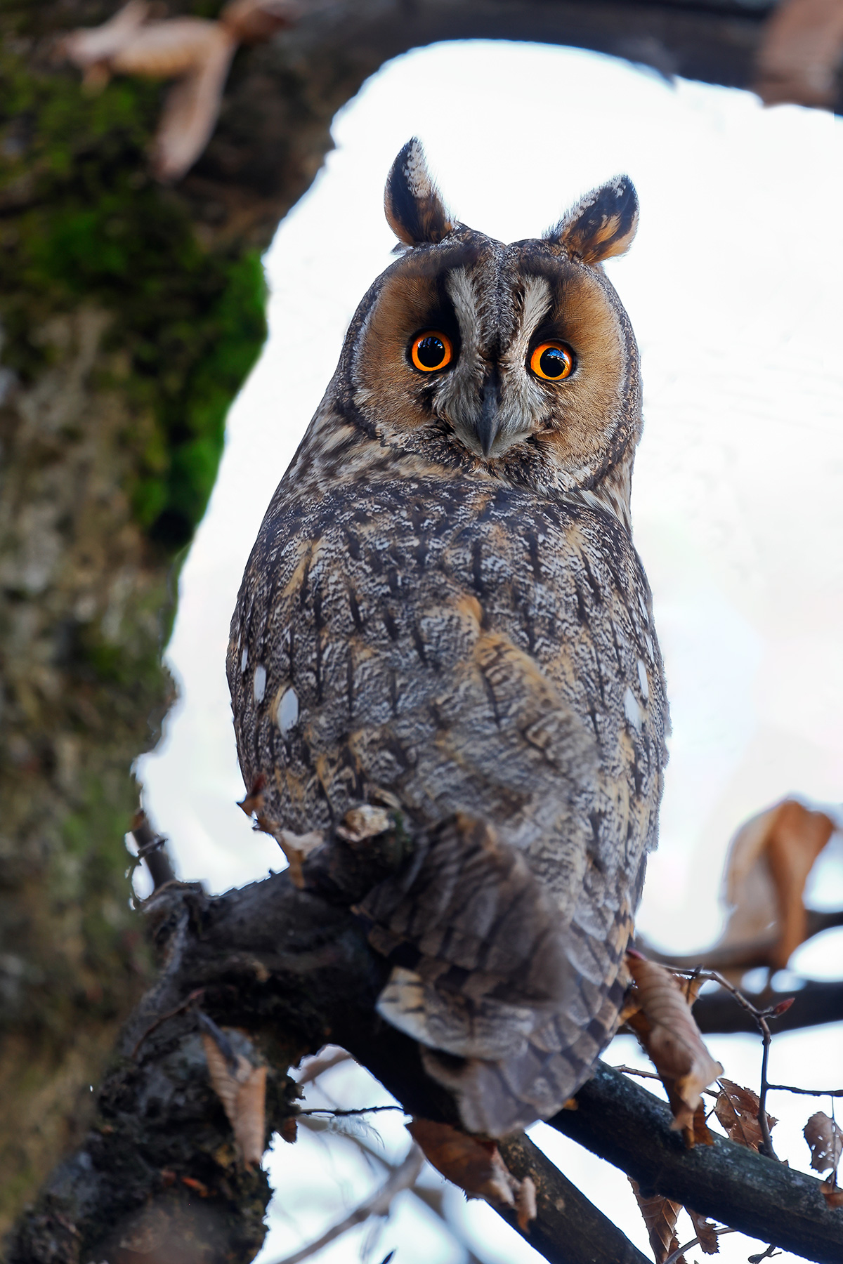 Long-eared owl
