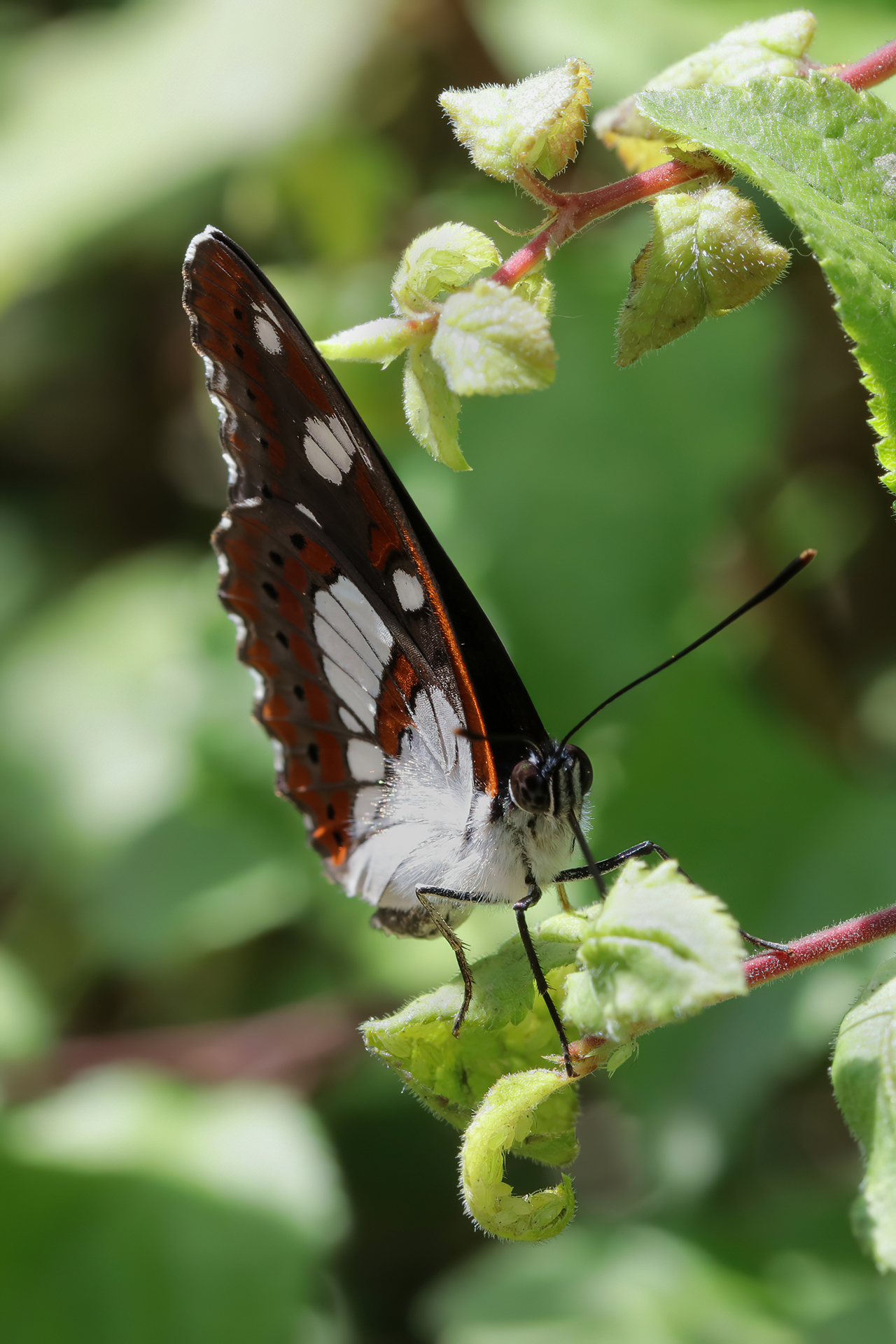 Limenitis reducta