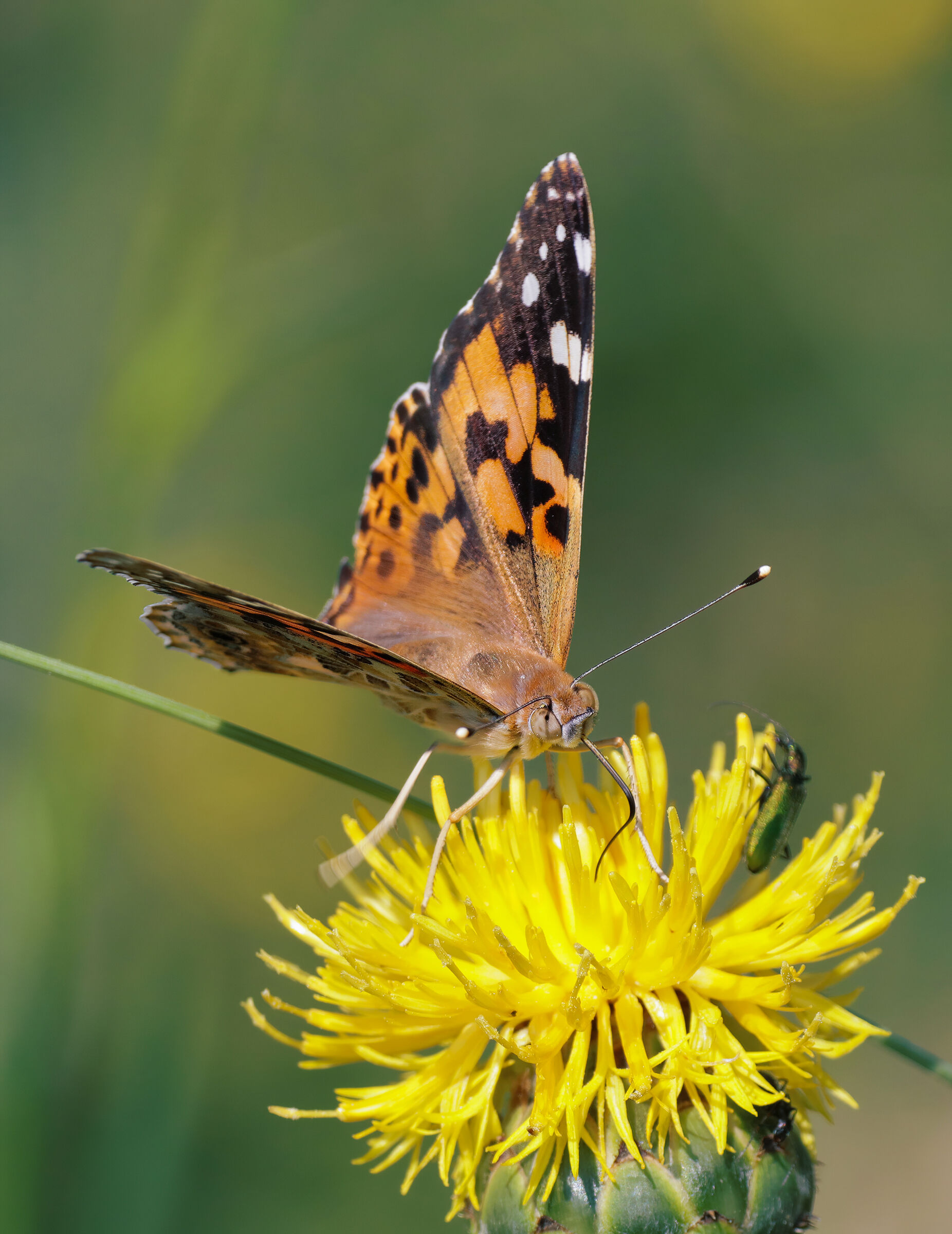 Vanessa cardui