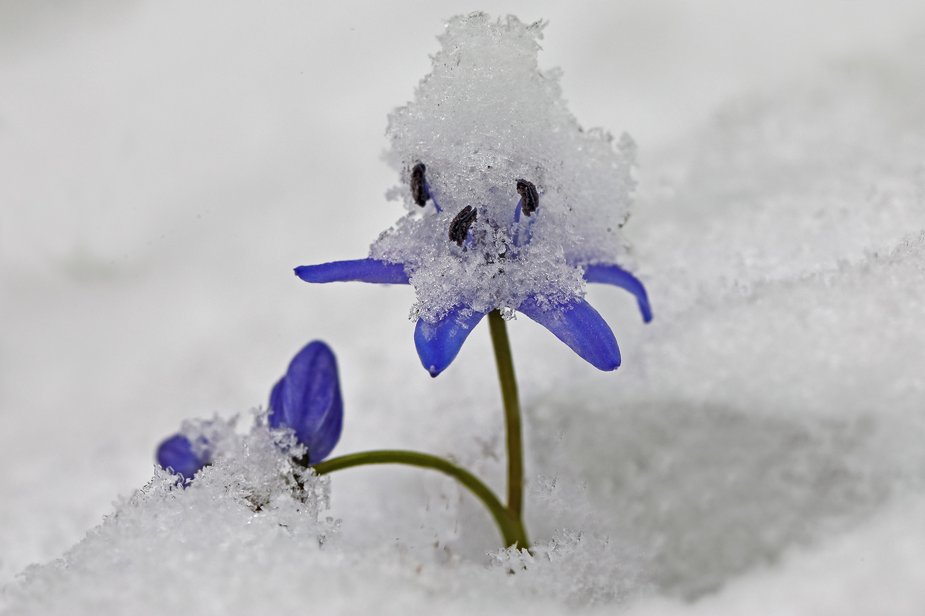 Scilla bifolia