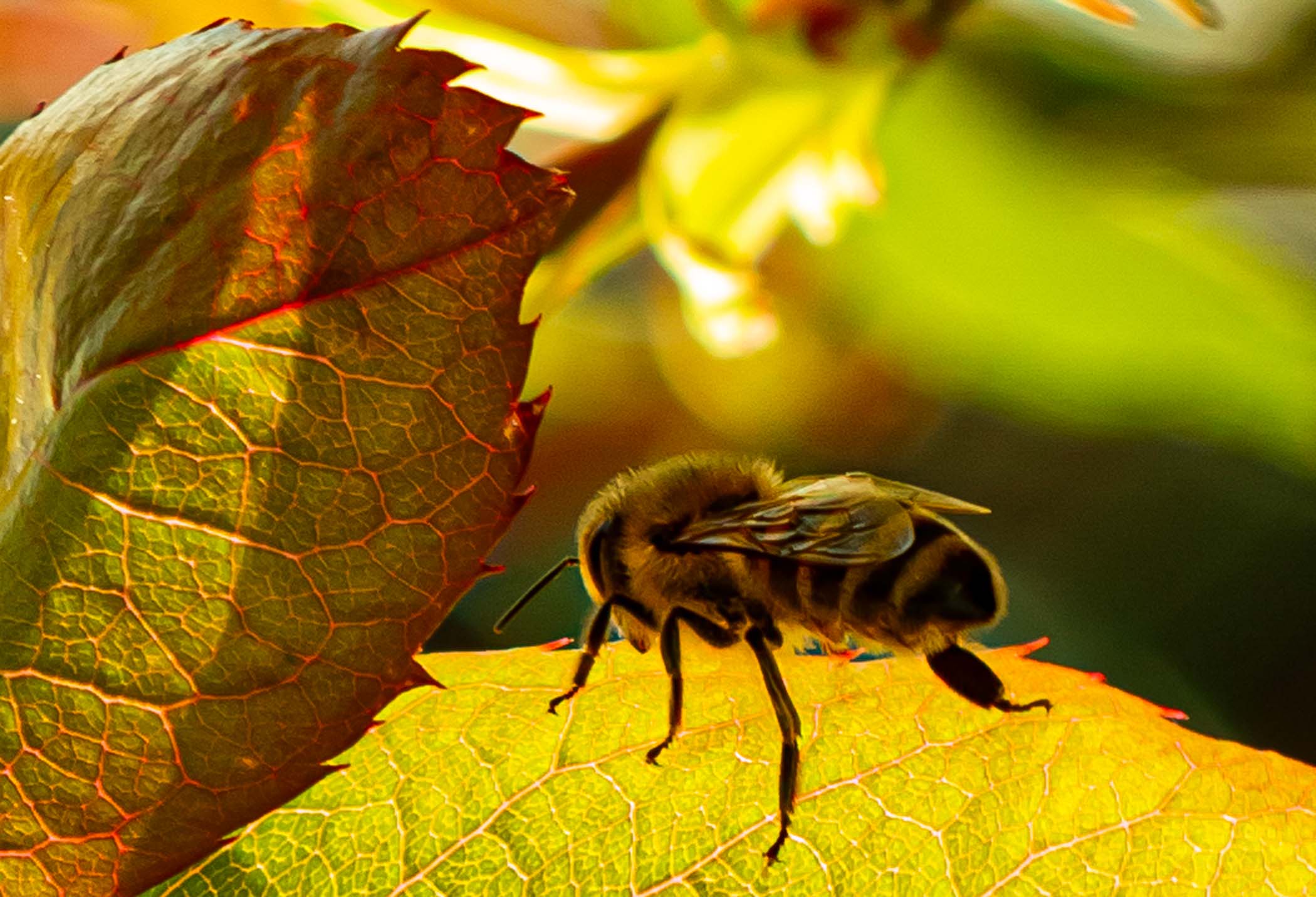 Zzzz.. Zzzz... Zzzz..