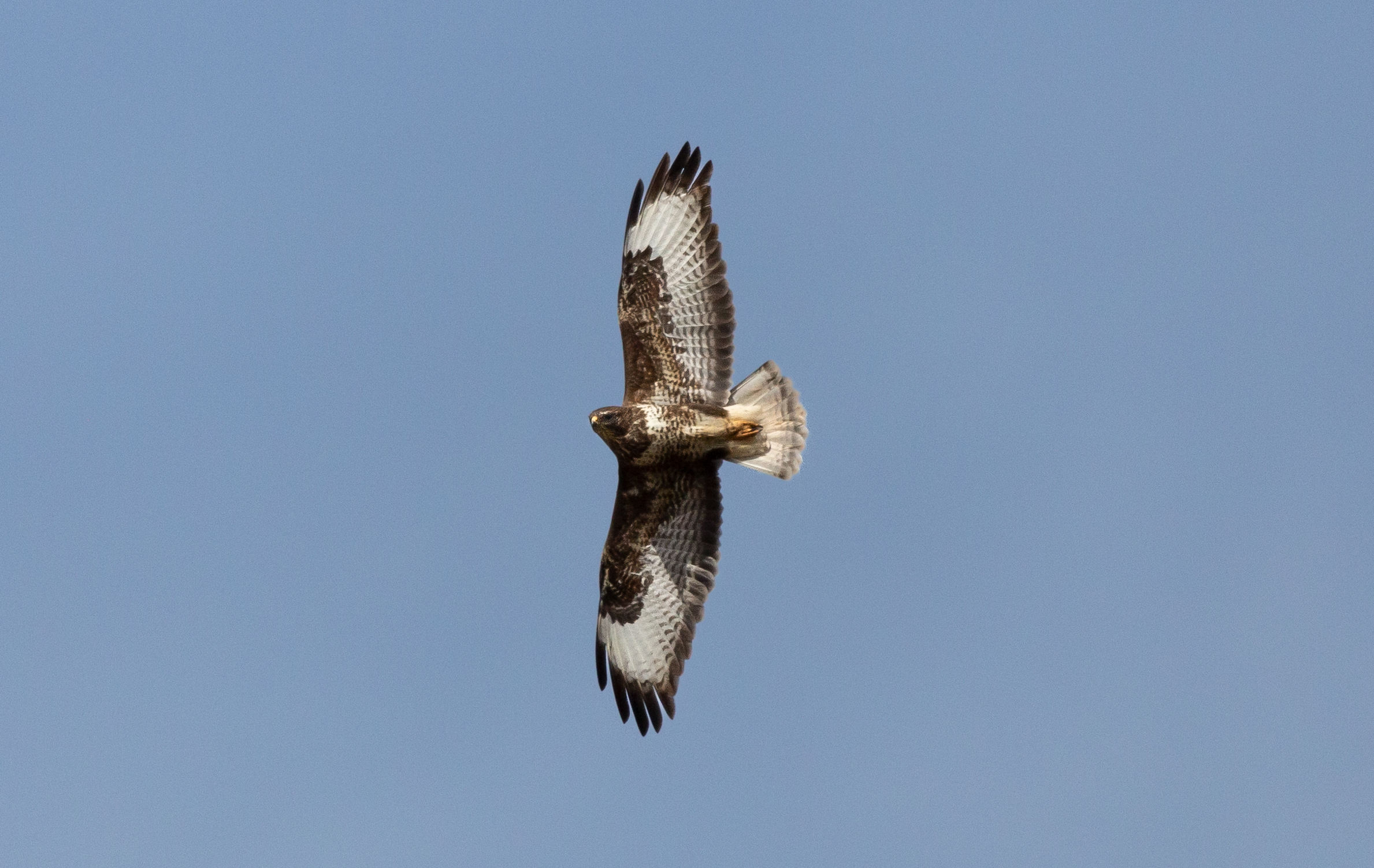 My model is..... Its pose