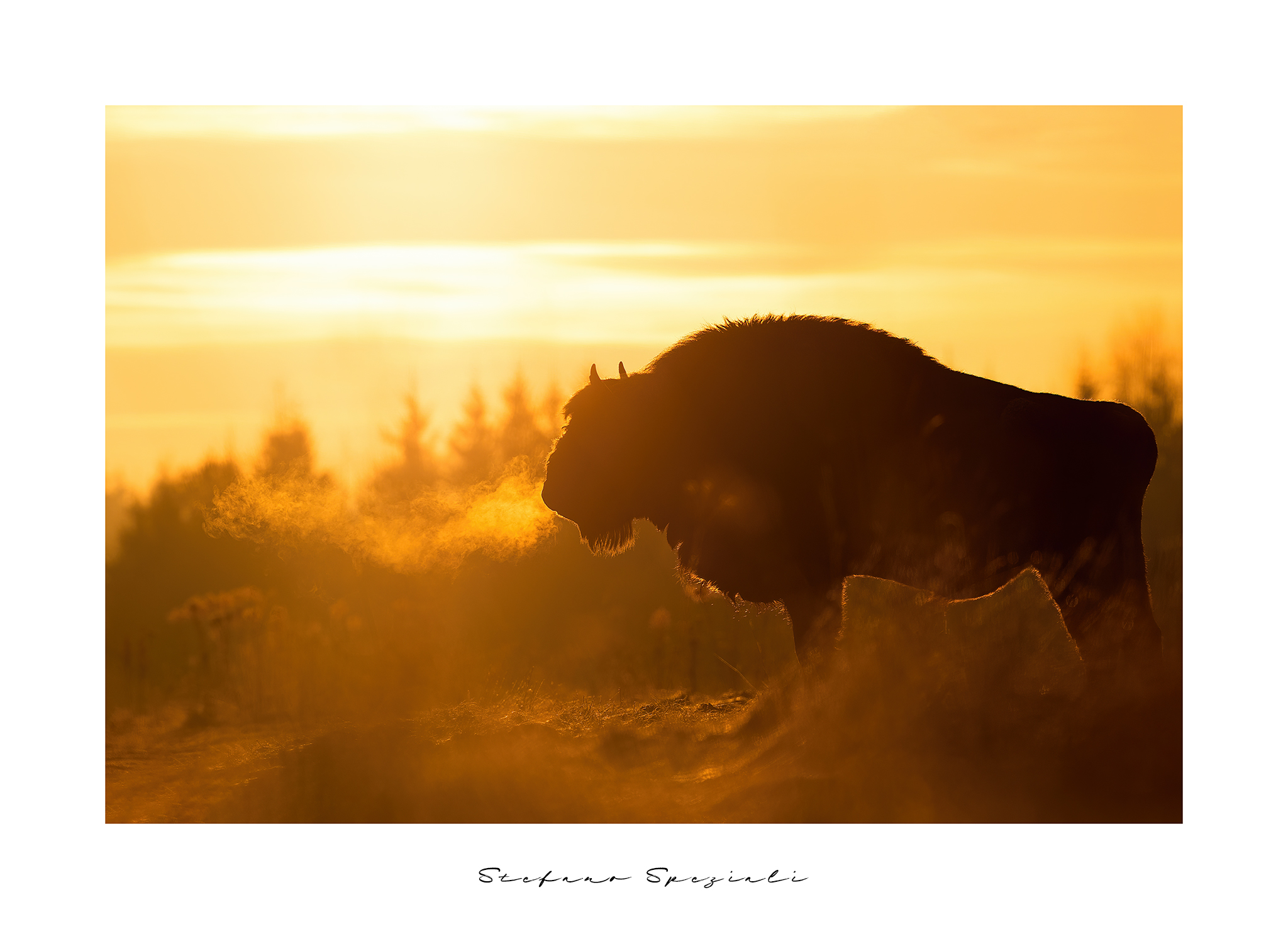 European bison - Bison bonasus