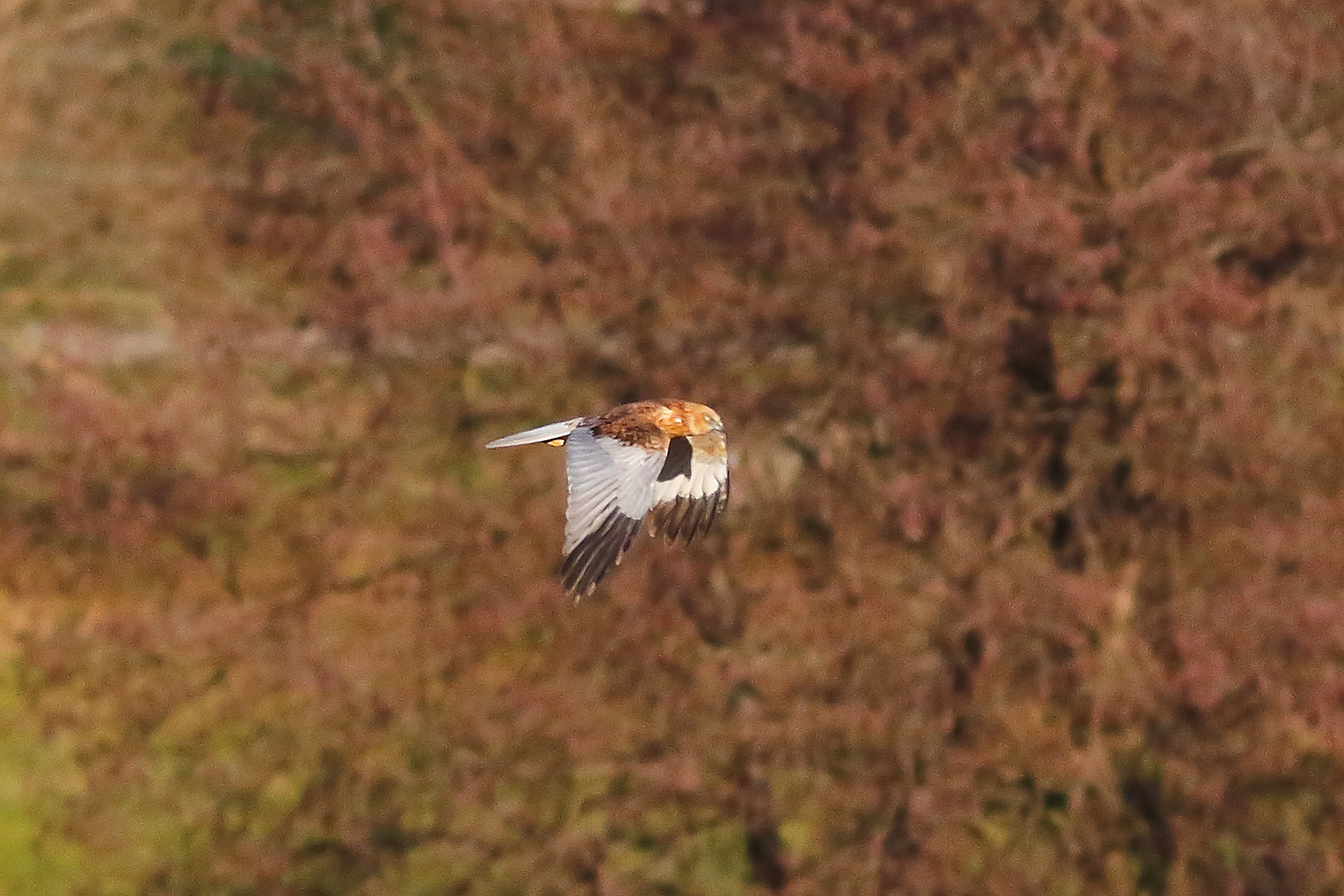 Marsh Harrier M 23-12-2023