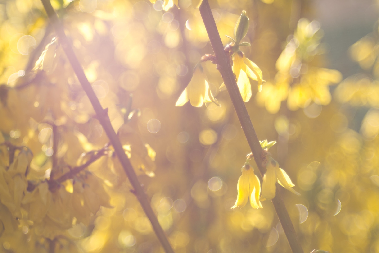 Flowering Forsythia