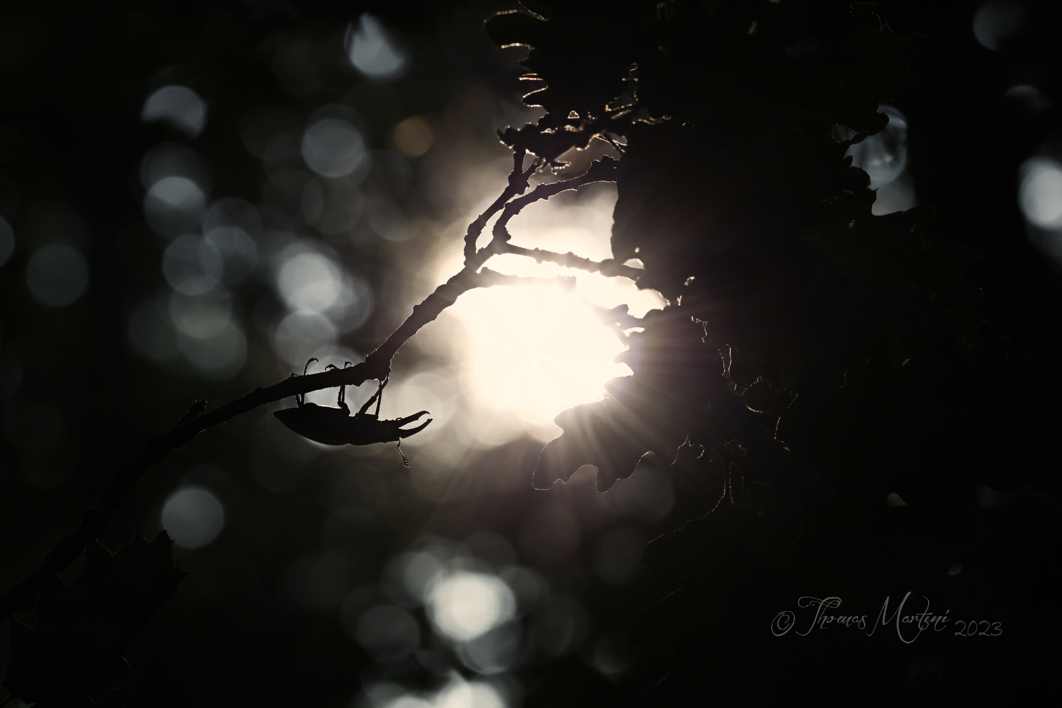 Cervo volante nel querceto