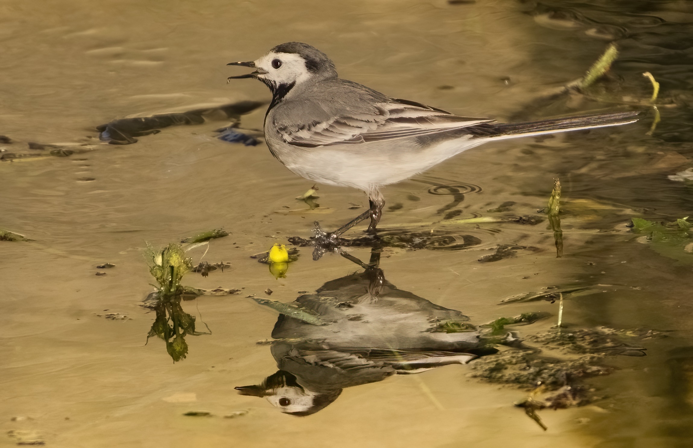White wagtail