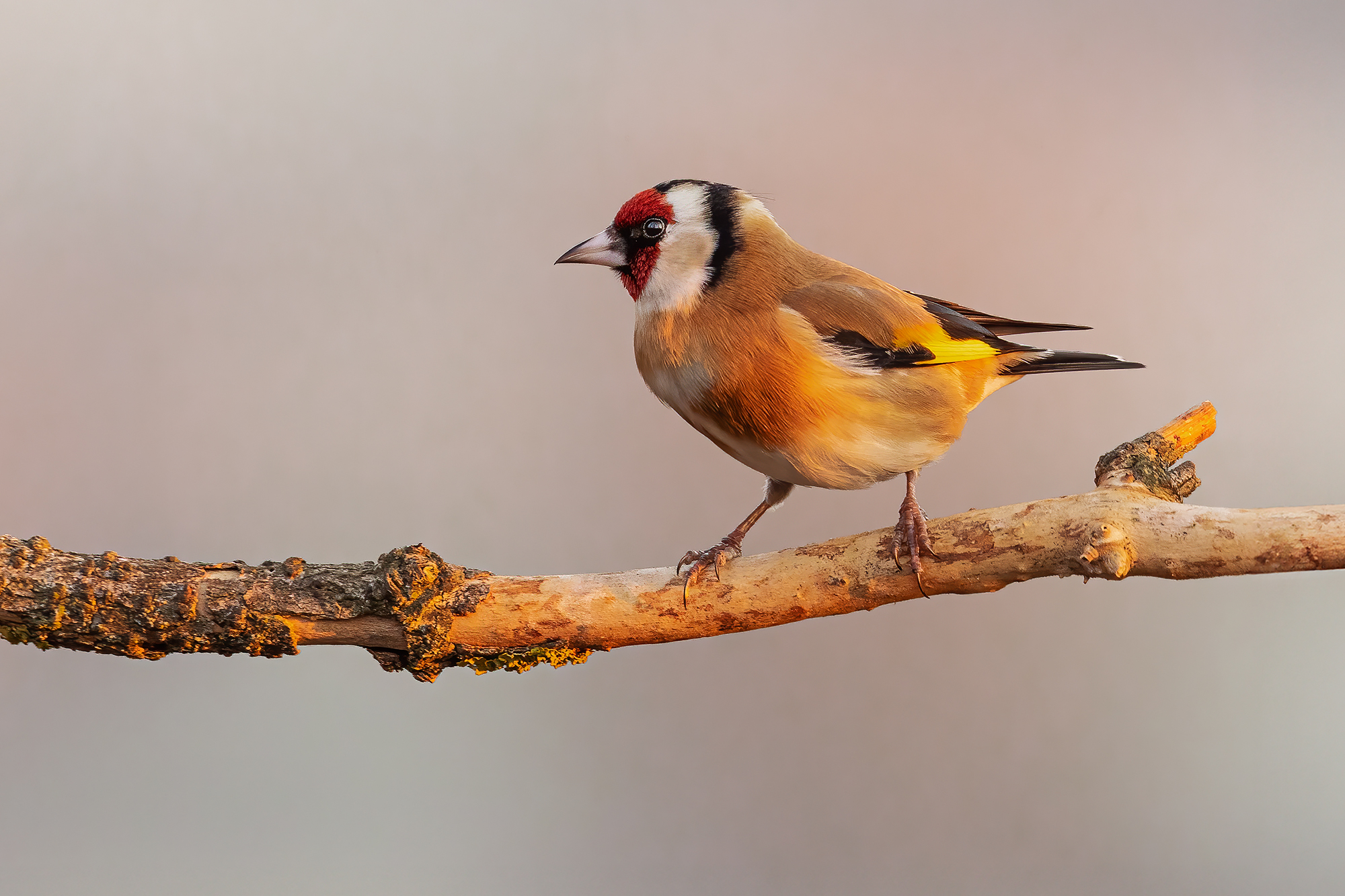 Goldfinch