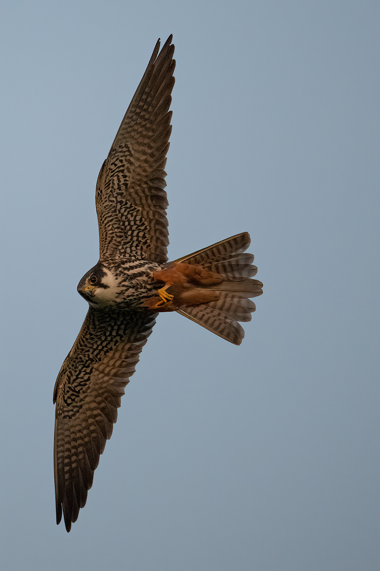 Eurasian hobby