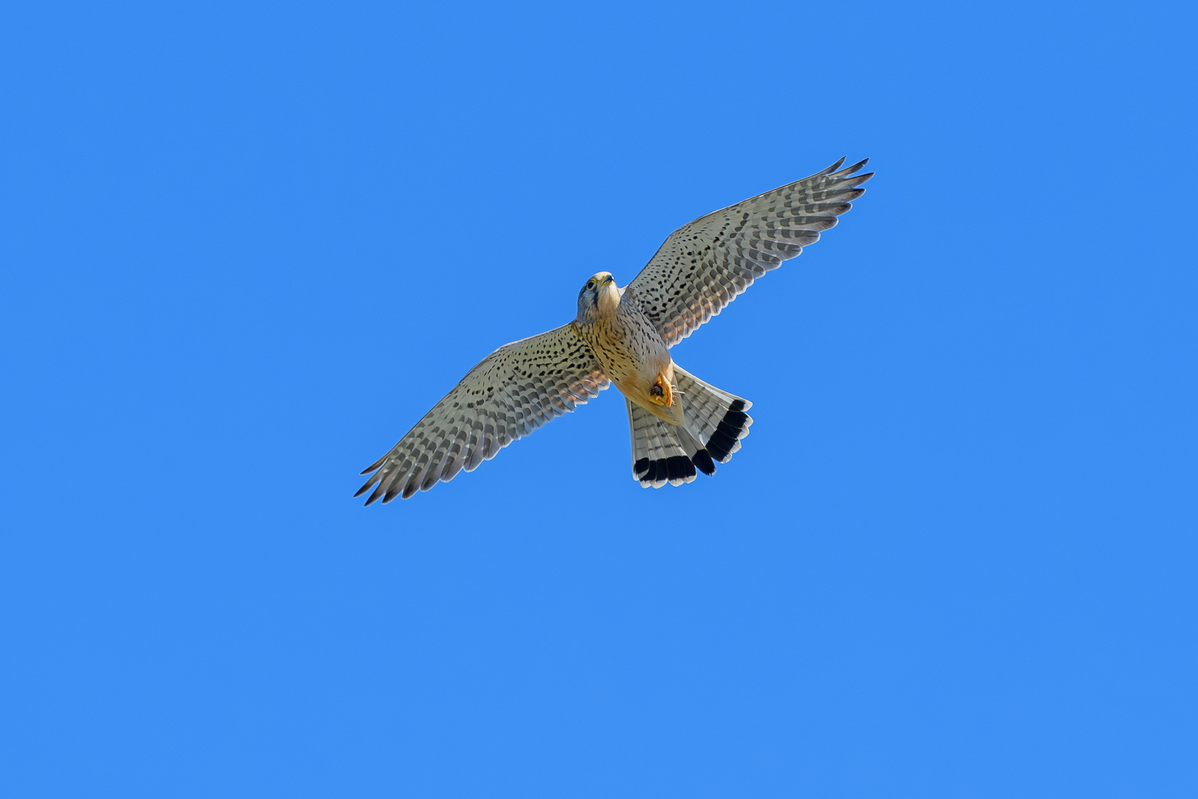 Kestrel