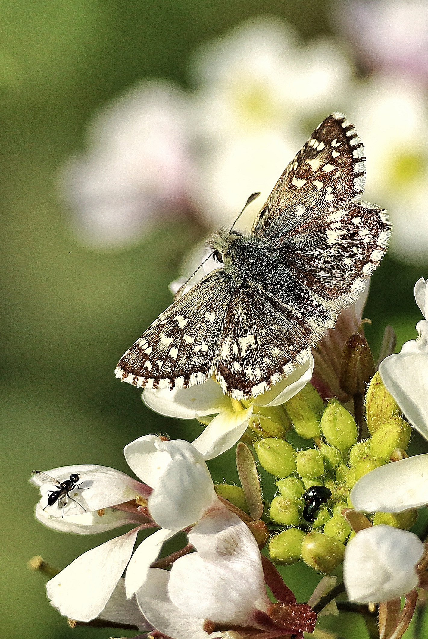 Pyrgus malvoides