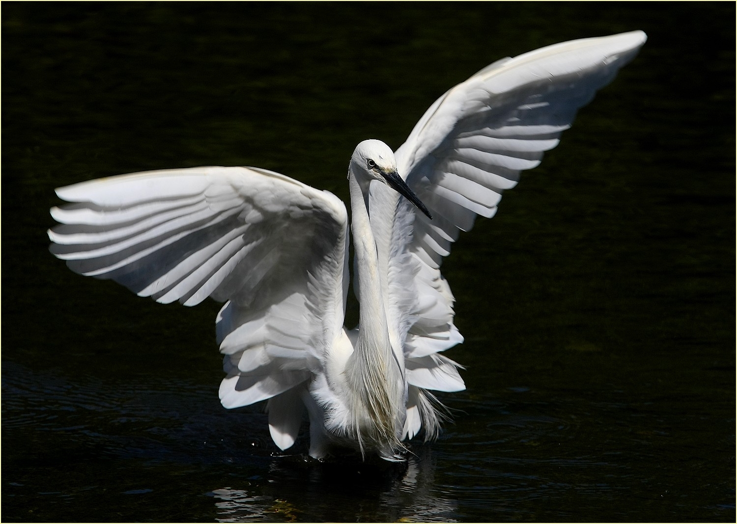 '' Egret Fishing ''