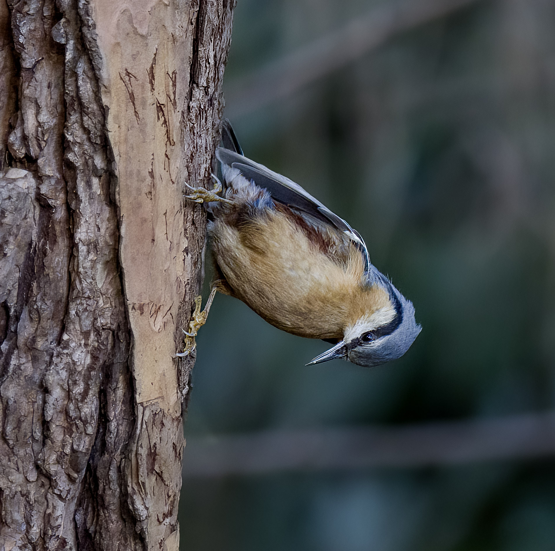 Wood nuthatch