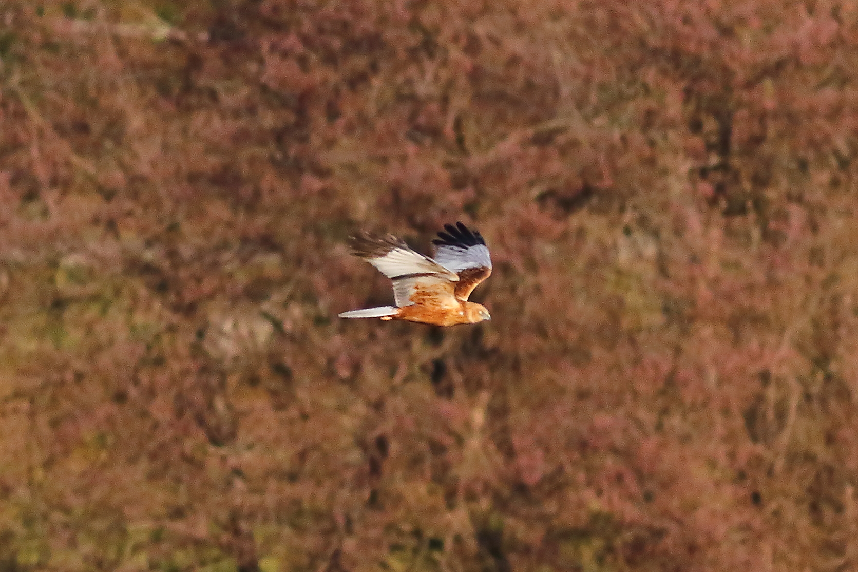 Marsh Harrier M 23-12-2023