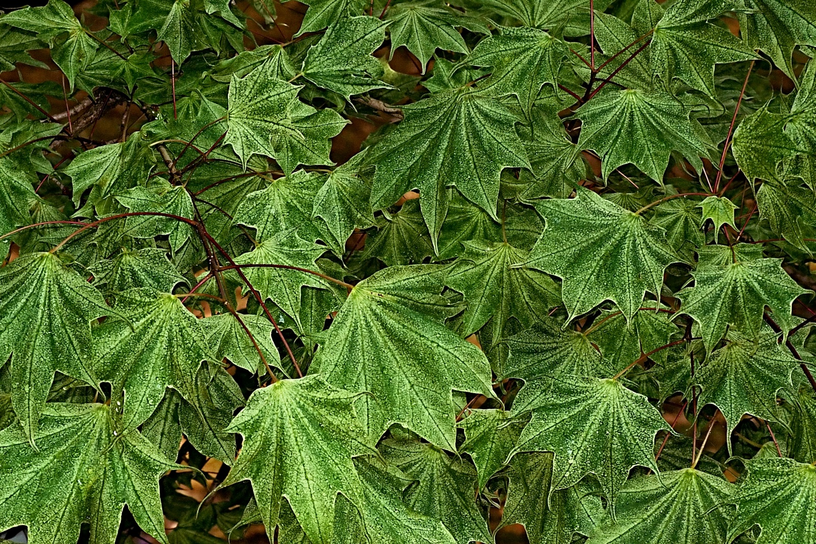 Foglie