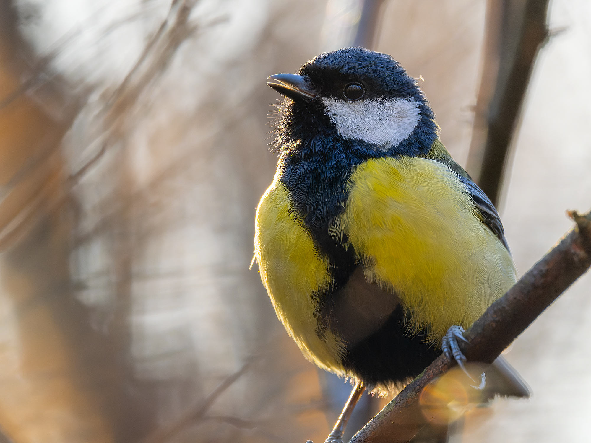 Parus major