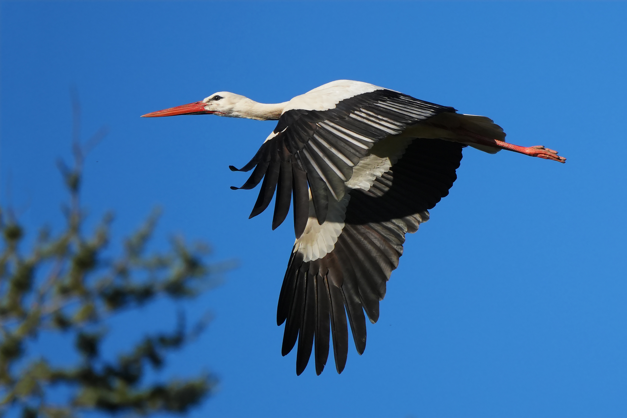 arriva la cicogna...