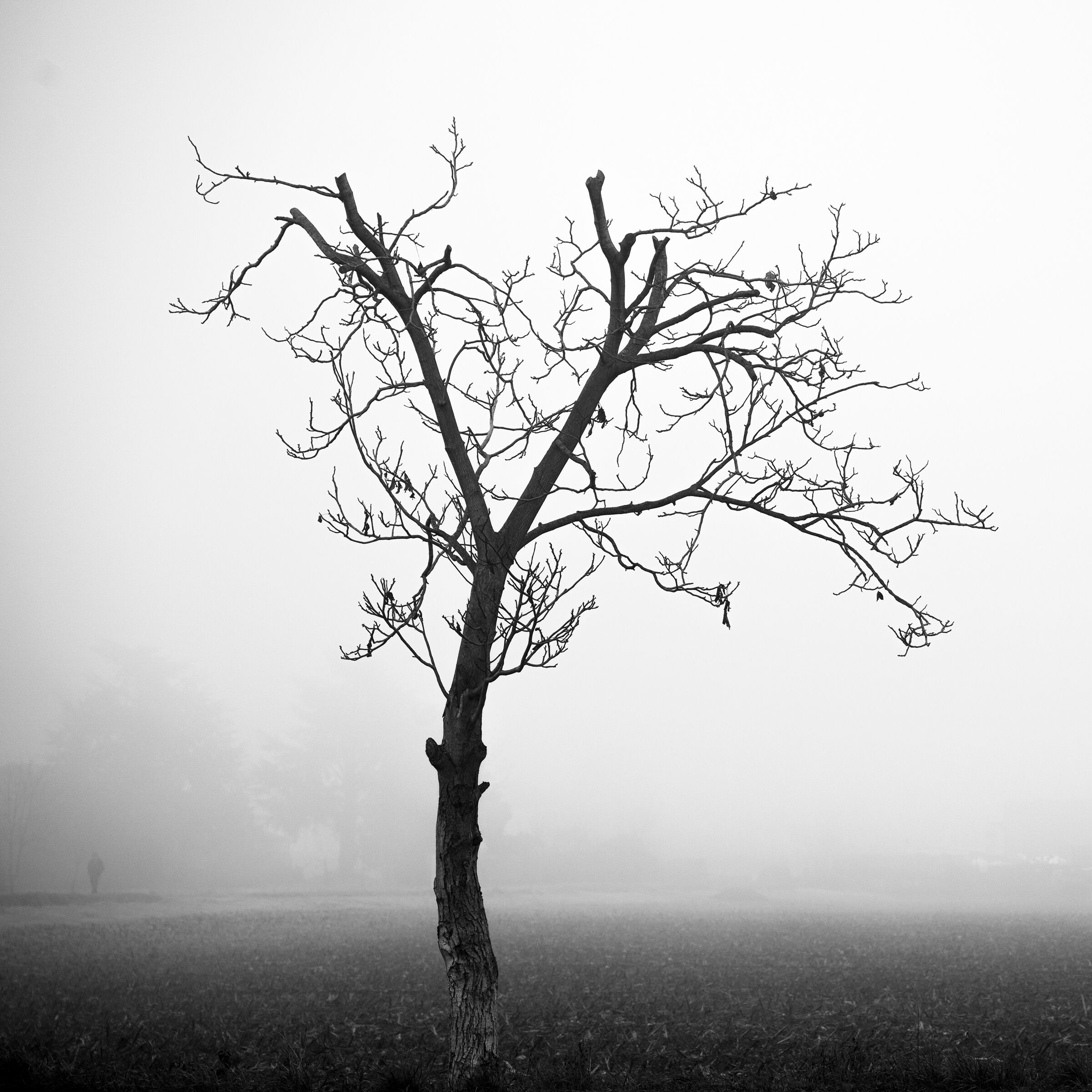 albero invernale