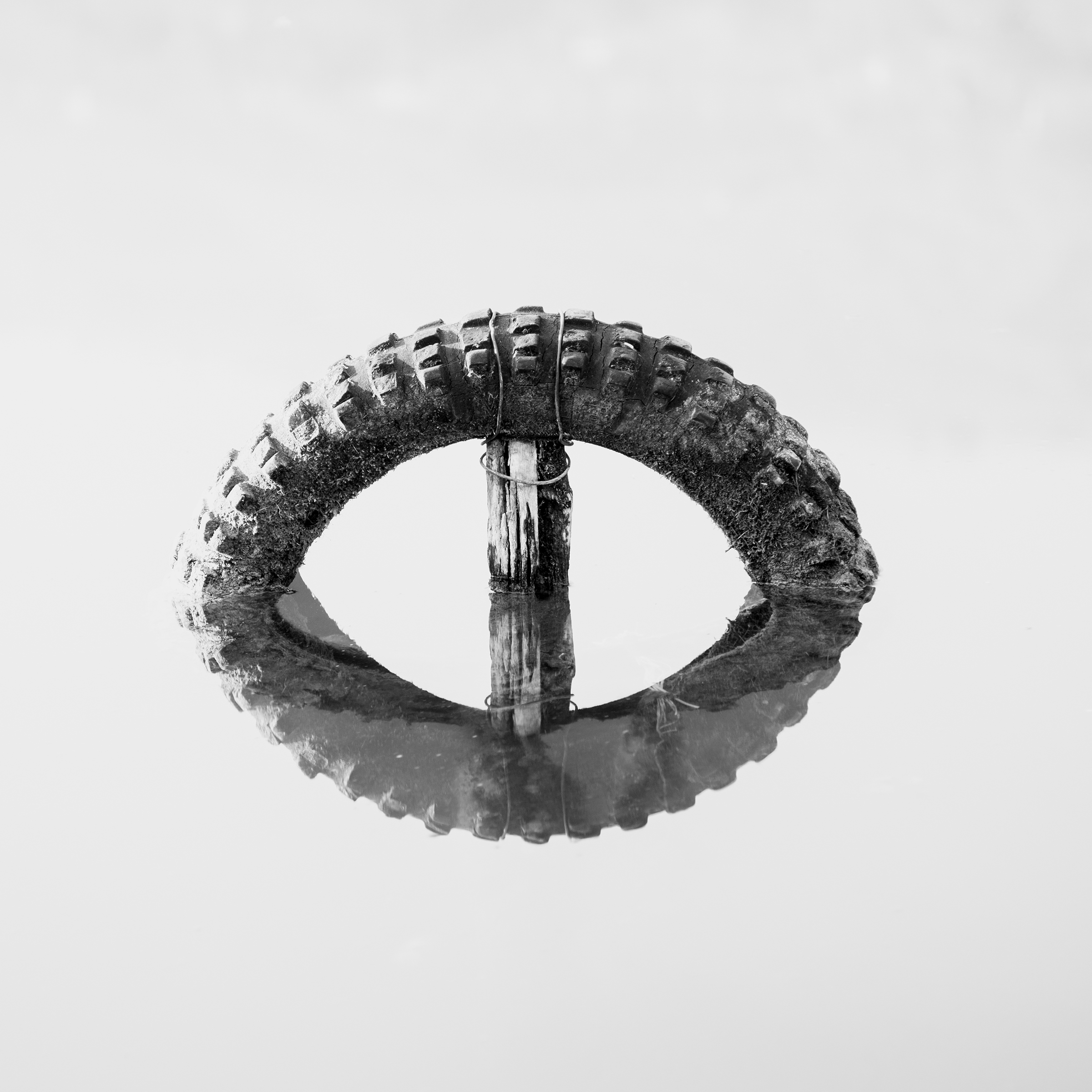 THE EYE OF THE ALLIGATOR